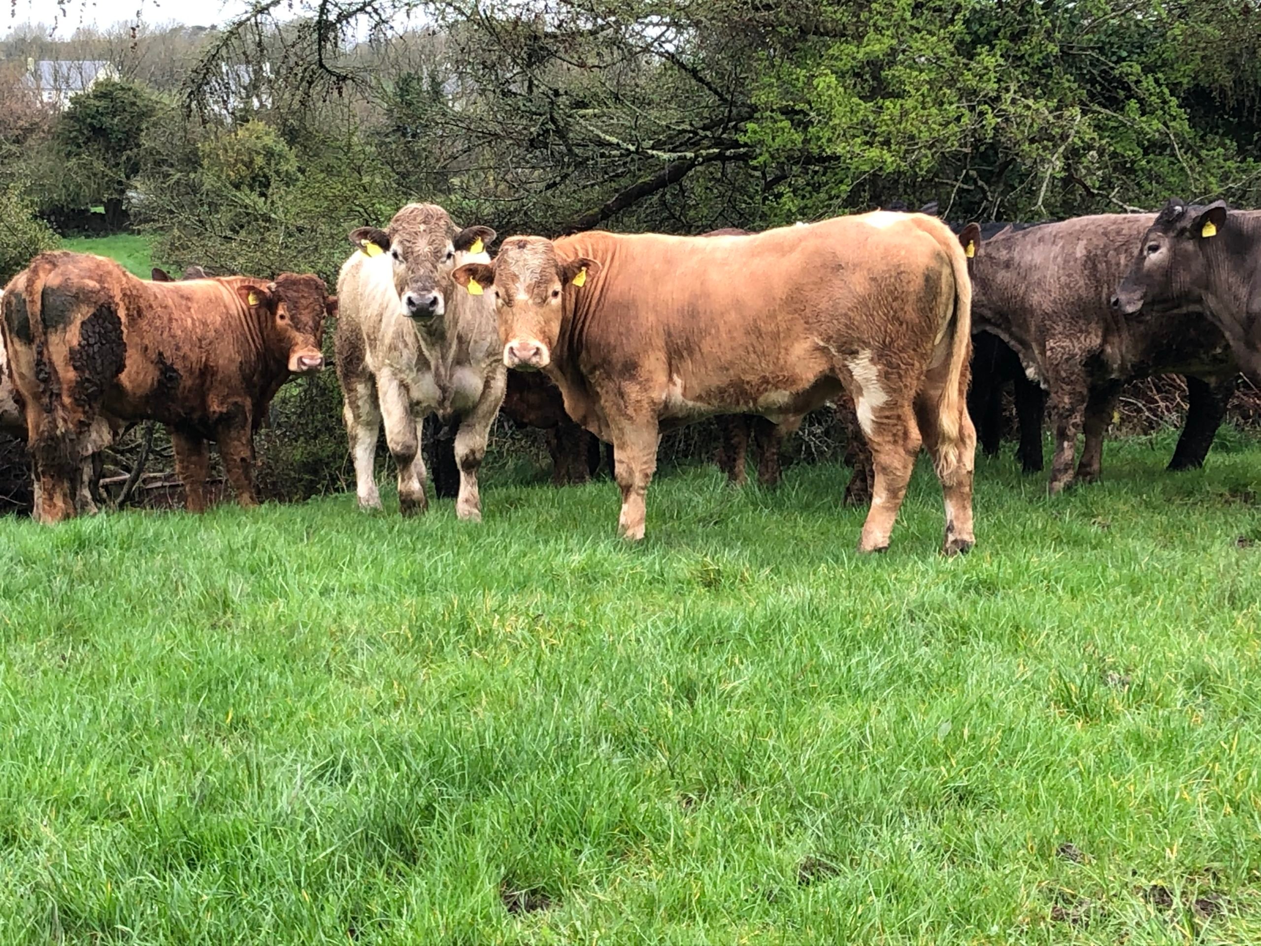 Charolais bullocks out at grass