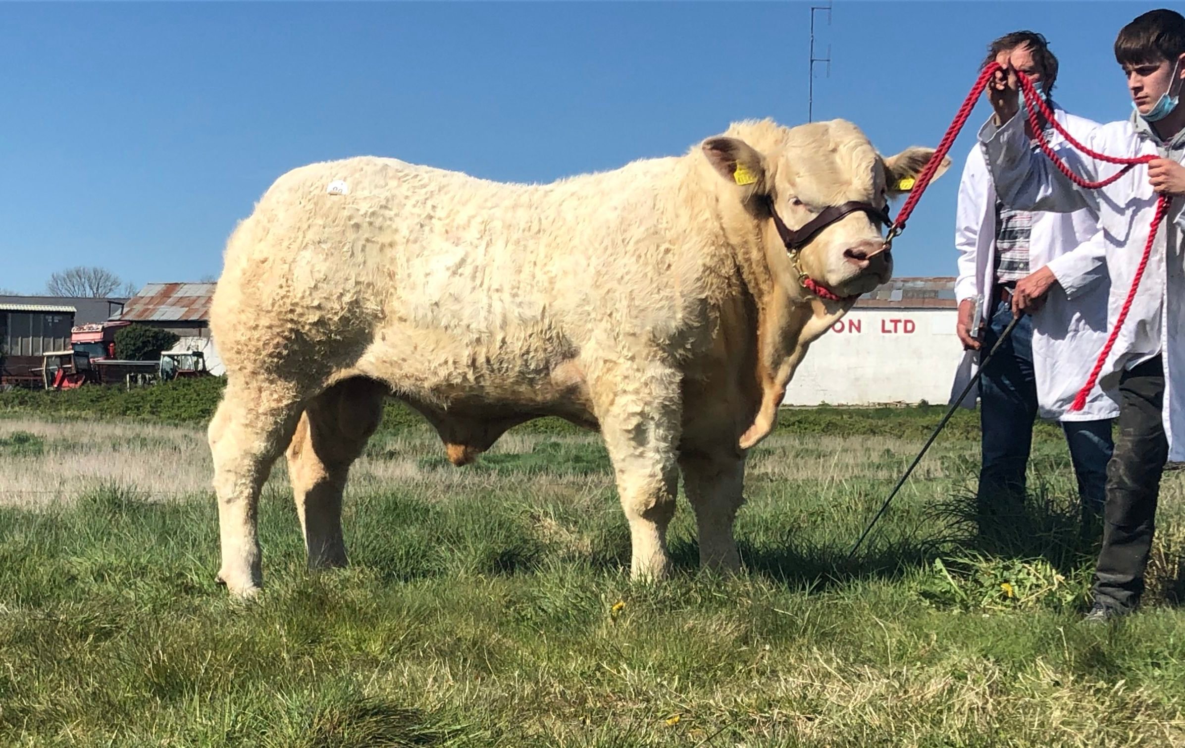 Crossmolina Rambo