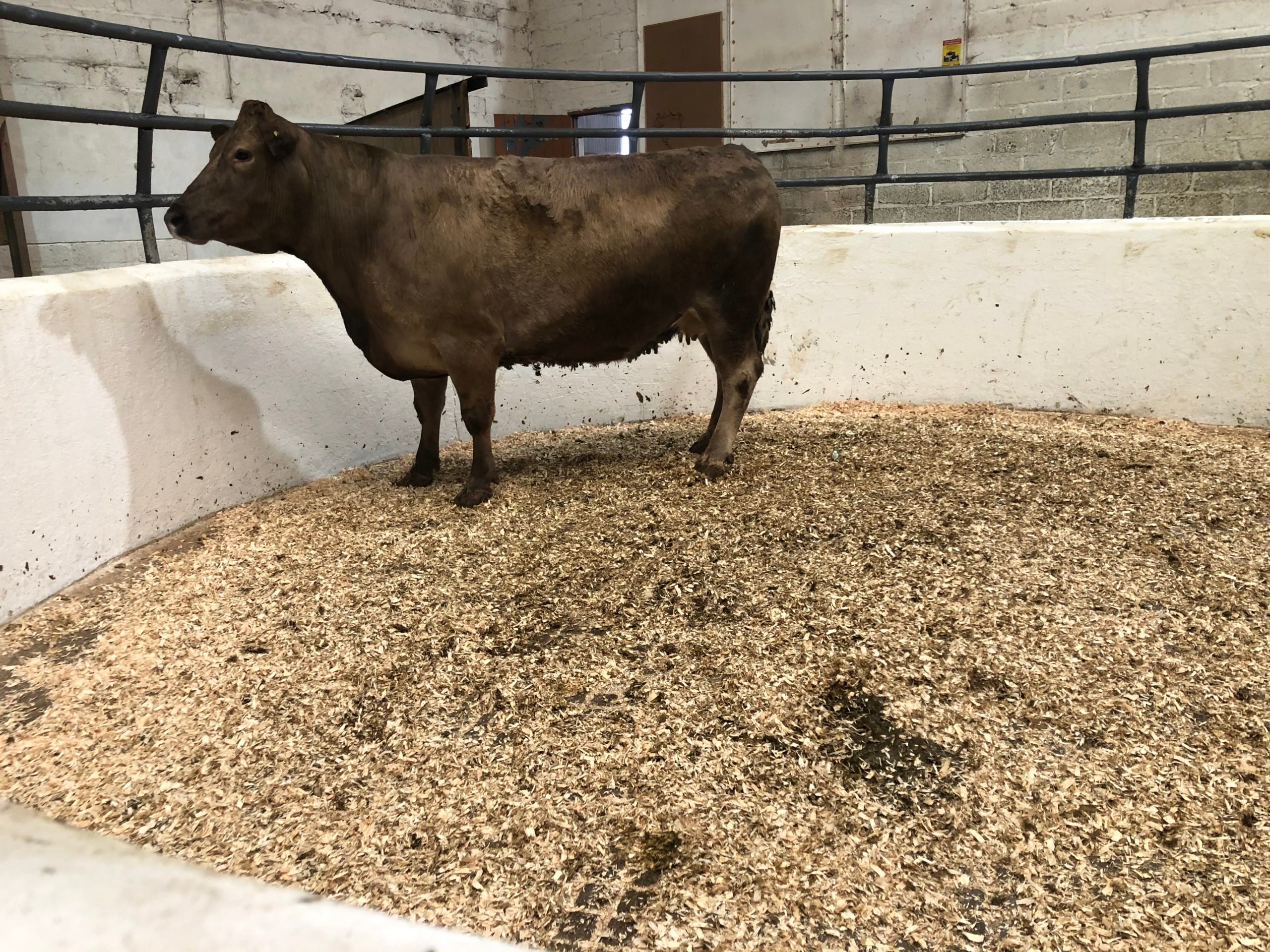 Charolais cow weighing 770kg sold for €1,400 or €1.81/kg
