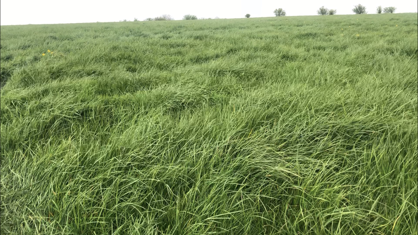 Silage ground