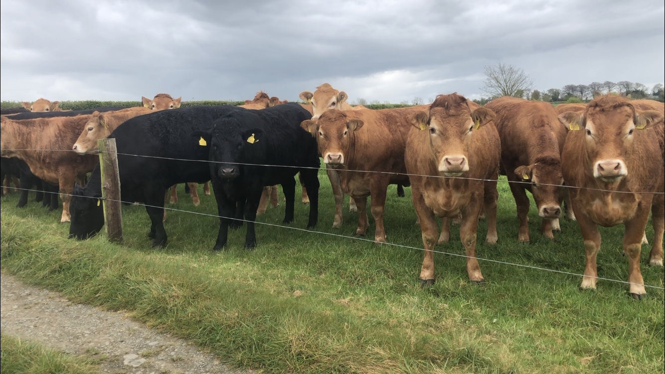 Replacement heifers