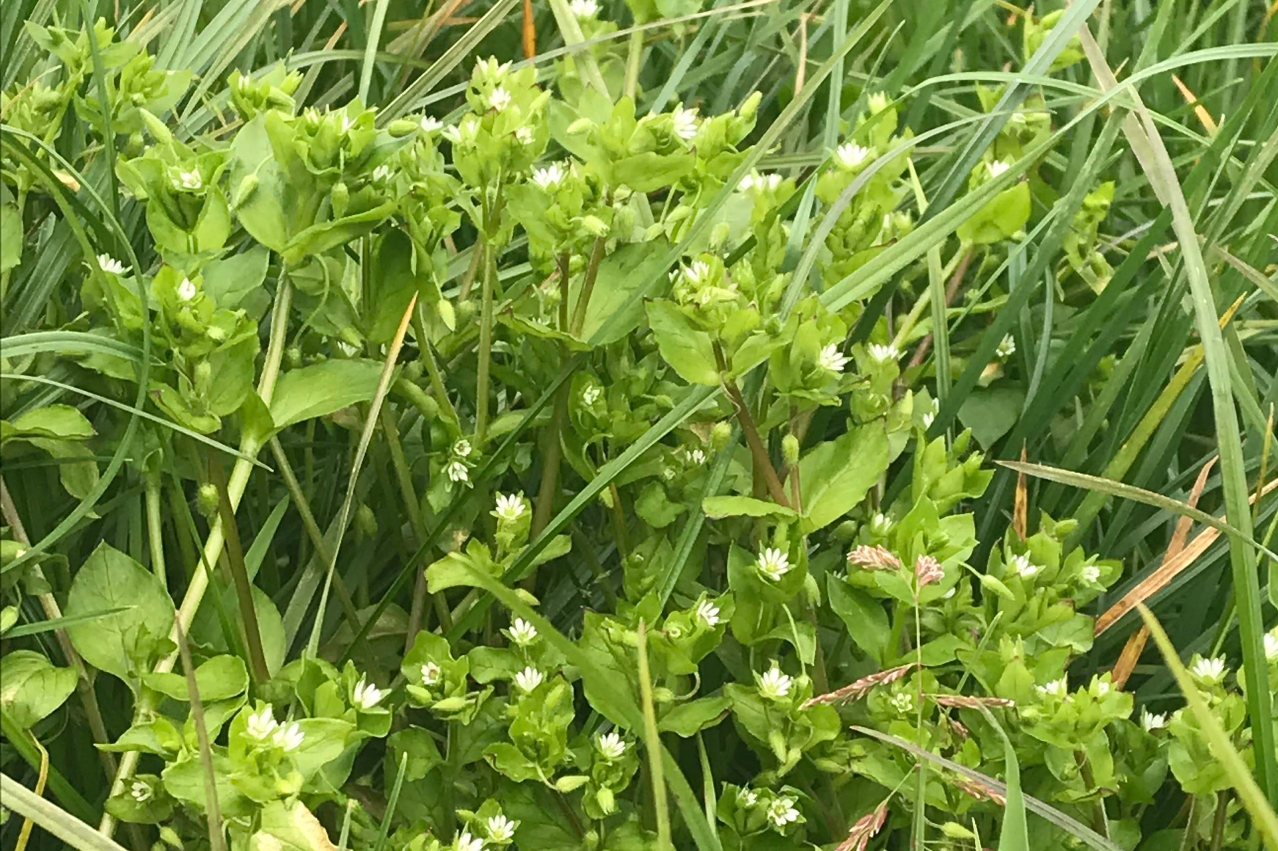 Common chickweed