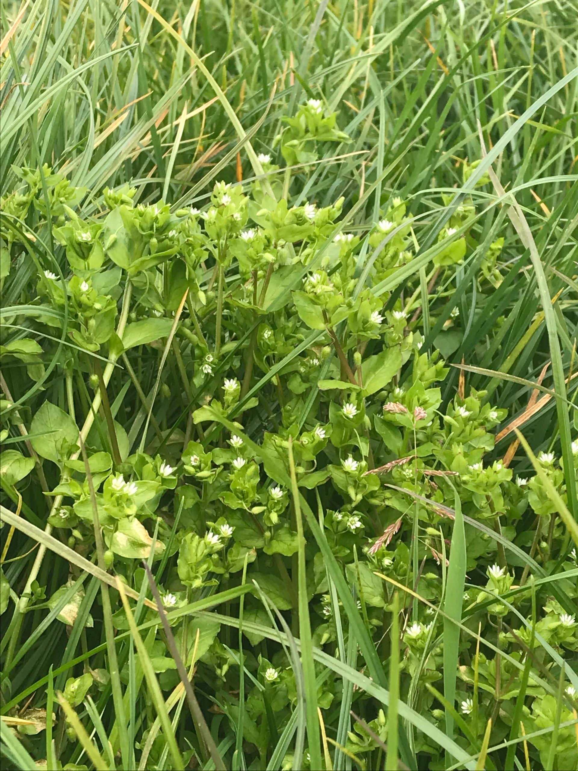 Doxstar Pro is highly effective on chickweed