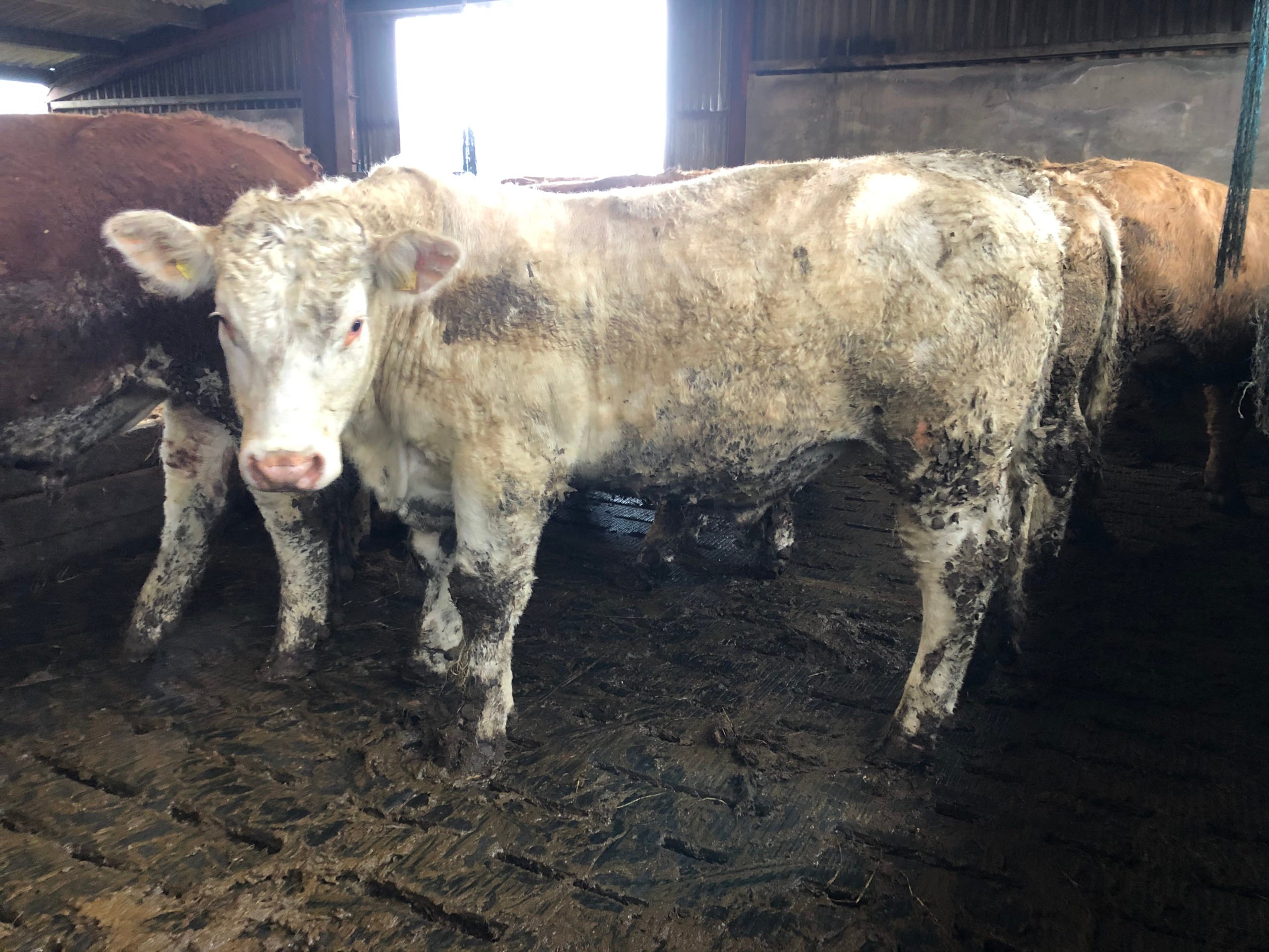 Charolais bullock