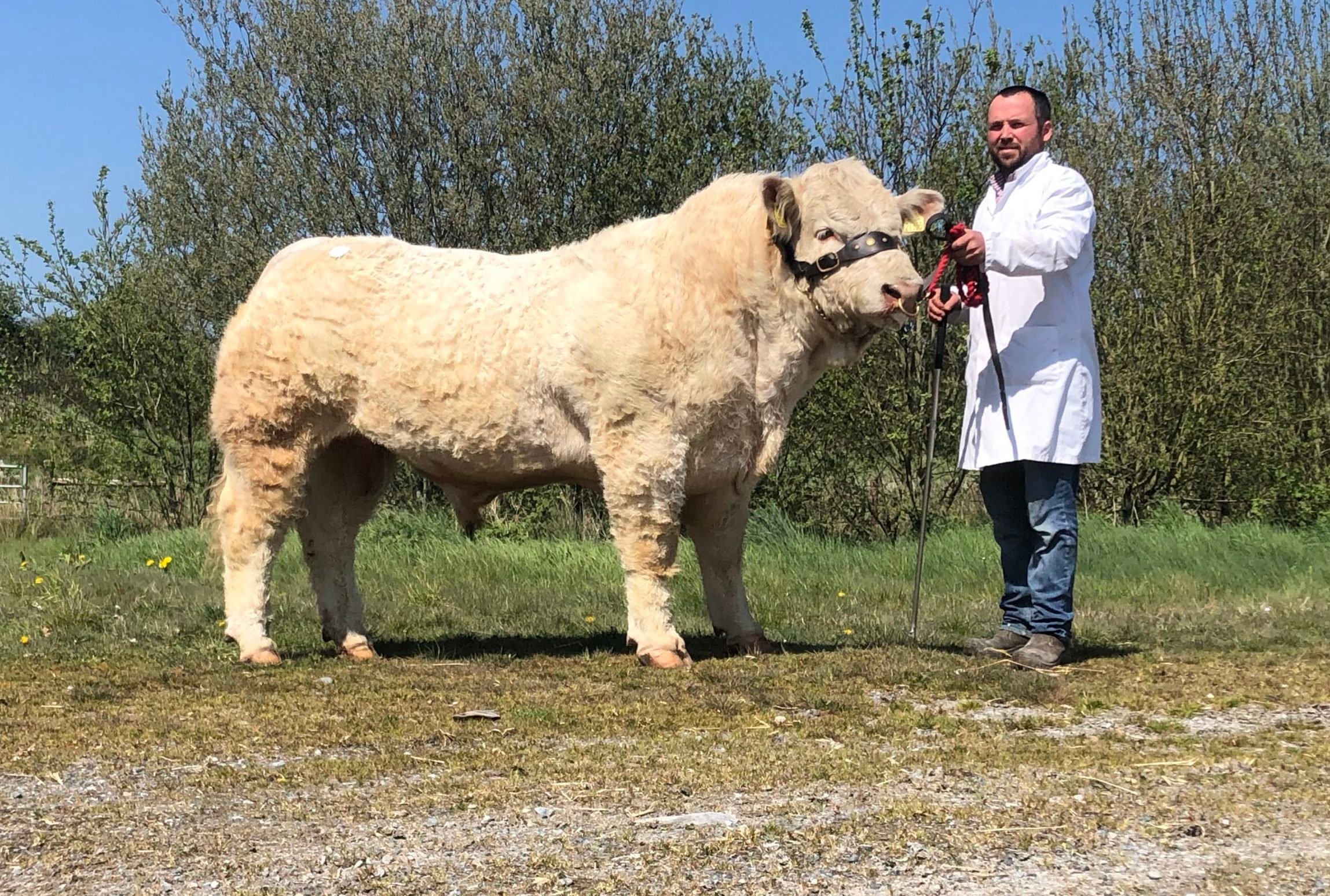 Brocca Powerful Genetics (et)