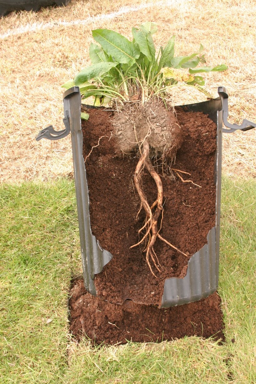 Dock roots can be up to 1m deep, which only a systemic herbicide like Doxstar Pro will kill