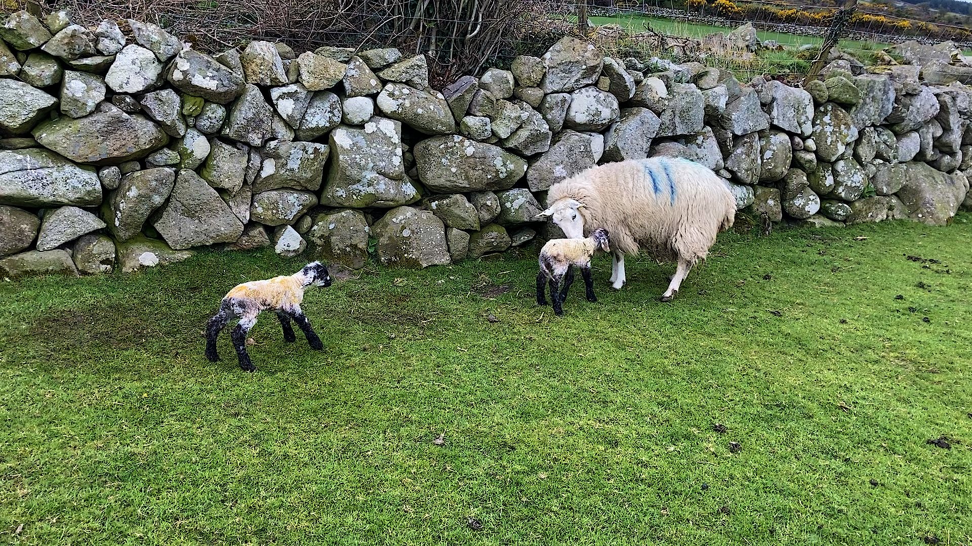 Ewe just after lambing
