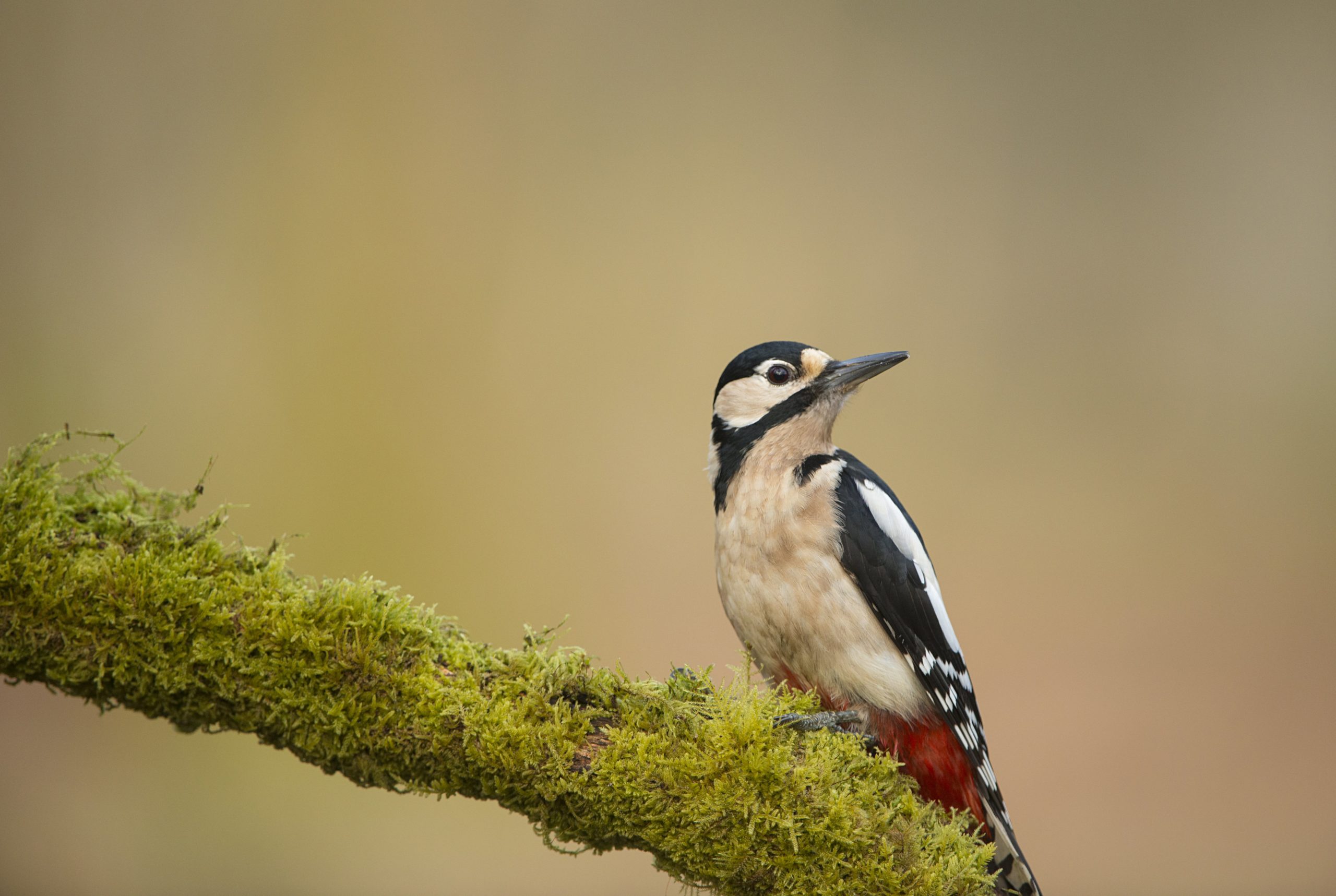 Woodpecker. Image source: Ben Andrews, RSPB Images