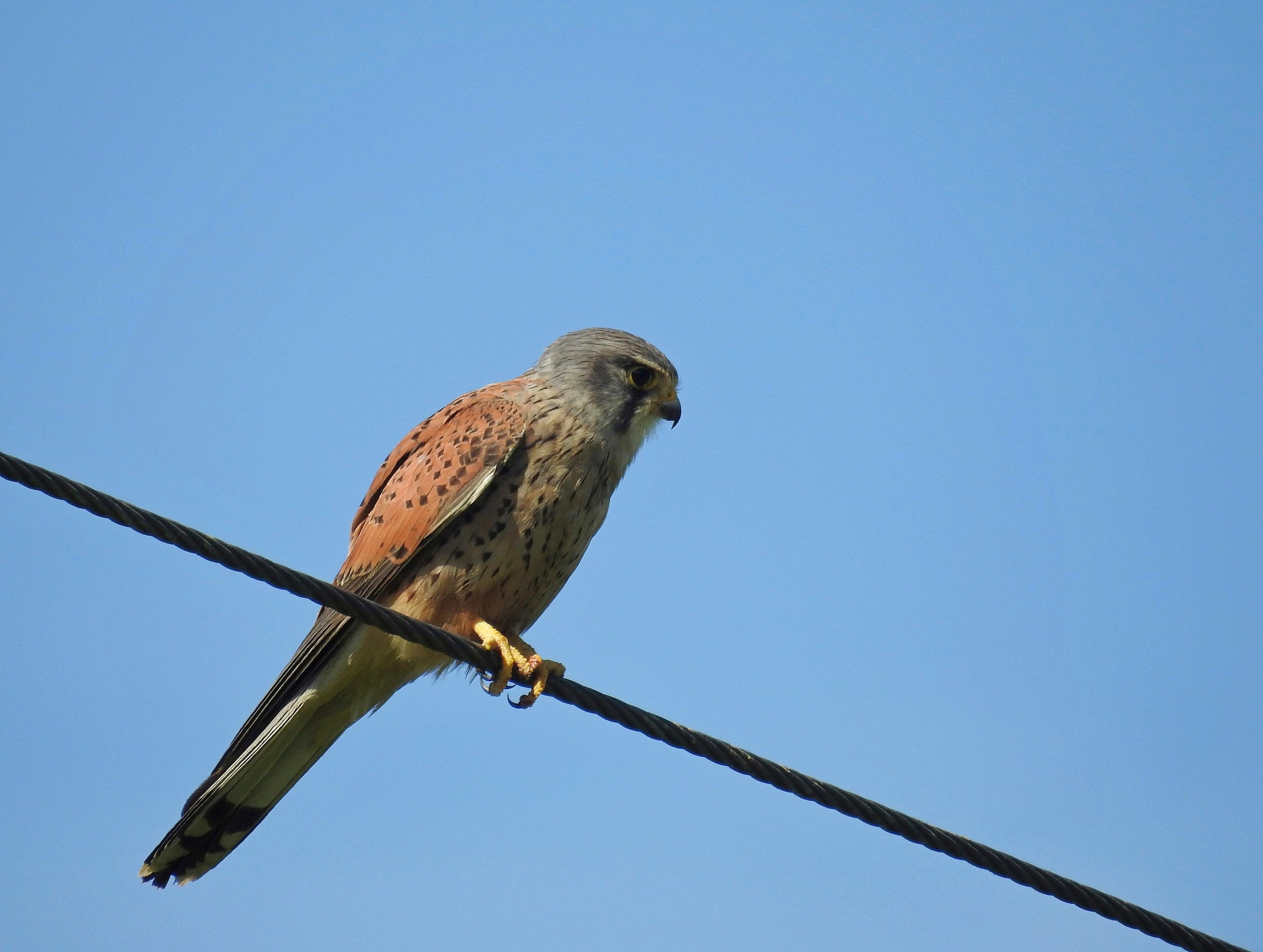 Male adult kestrel. Image source: Matt Wilkinson, RSPB Images