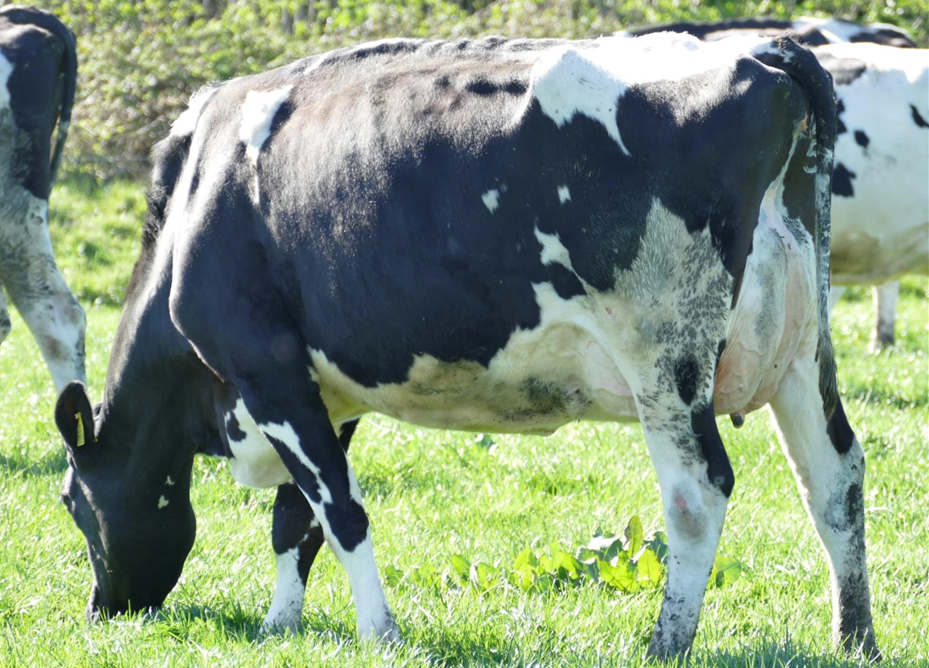 Image source: Taaffe Auctions - Lot 19: Knowthfarm RS Lulu (VG89-3YR).  Sold for top price of the day at €7,300
