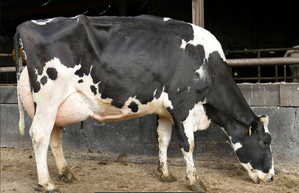 Image source: Taaffe Auctions - Lot 24: Knowthfarm Diamondback Nell (EX92). Sold for €4,450