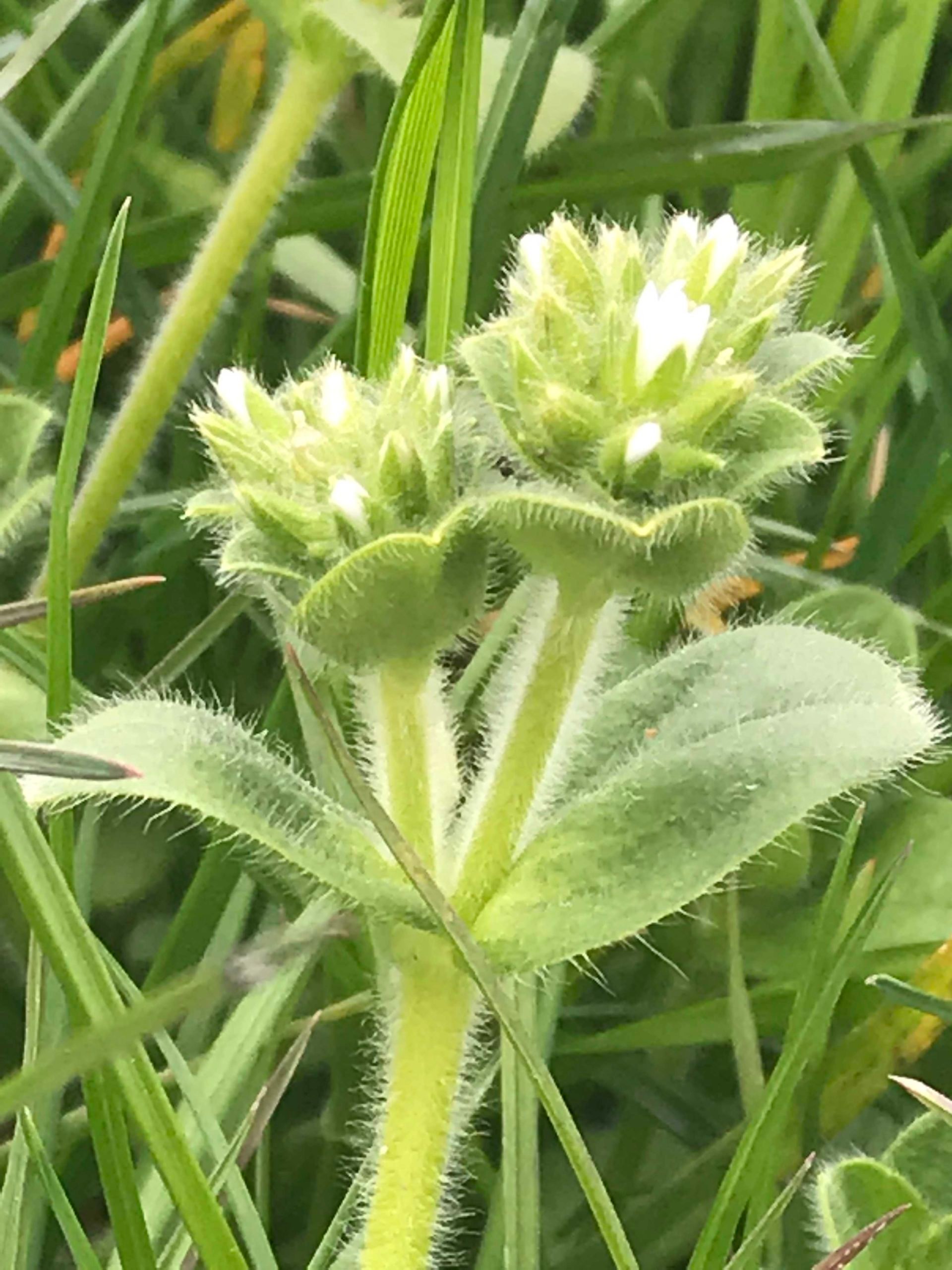Mouse-eared chickweed is a problem in some new swards