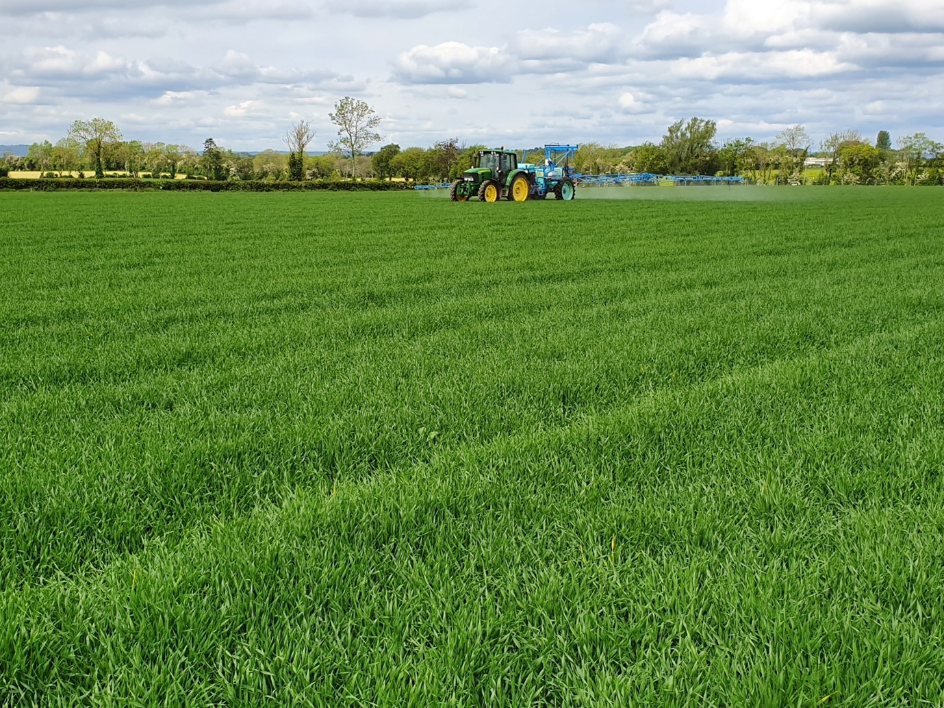 T1 fungicide application on spring barley