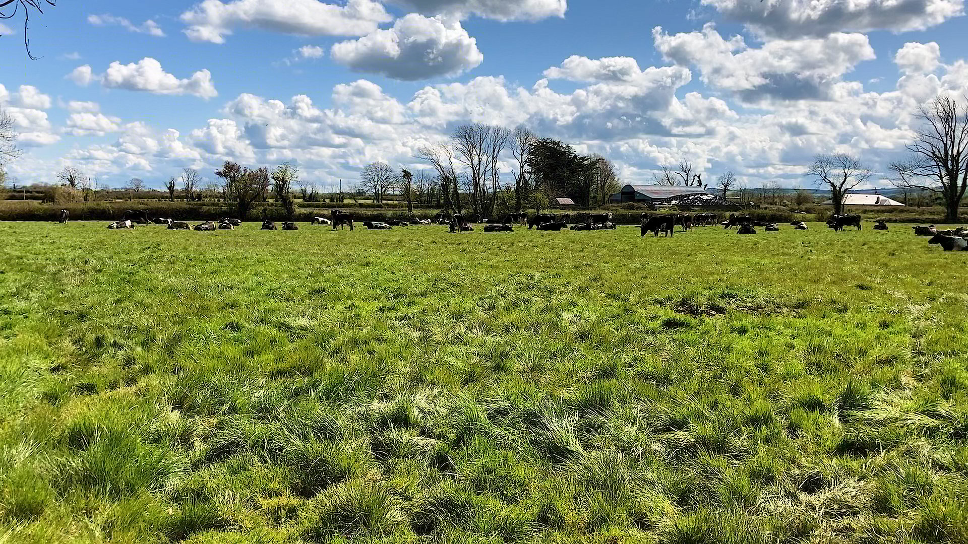 The McEnerys herd of 100 cows