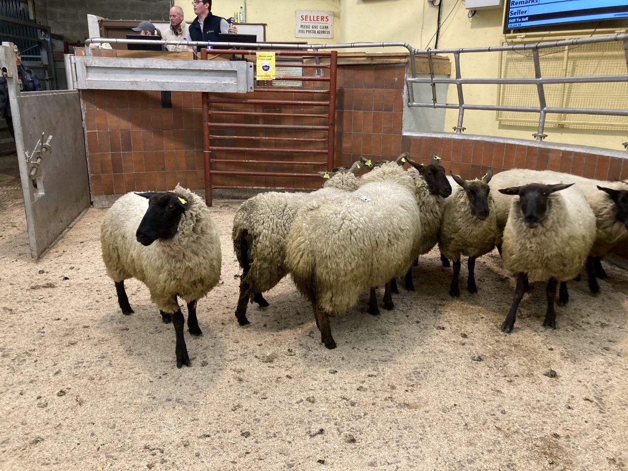 At nearly 51kg, these eight ewe hoggets sold for €166/head