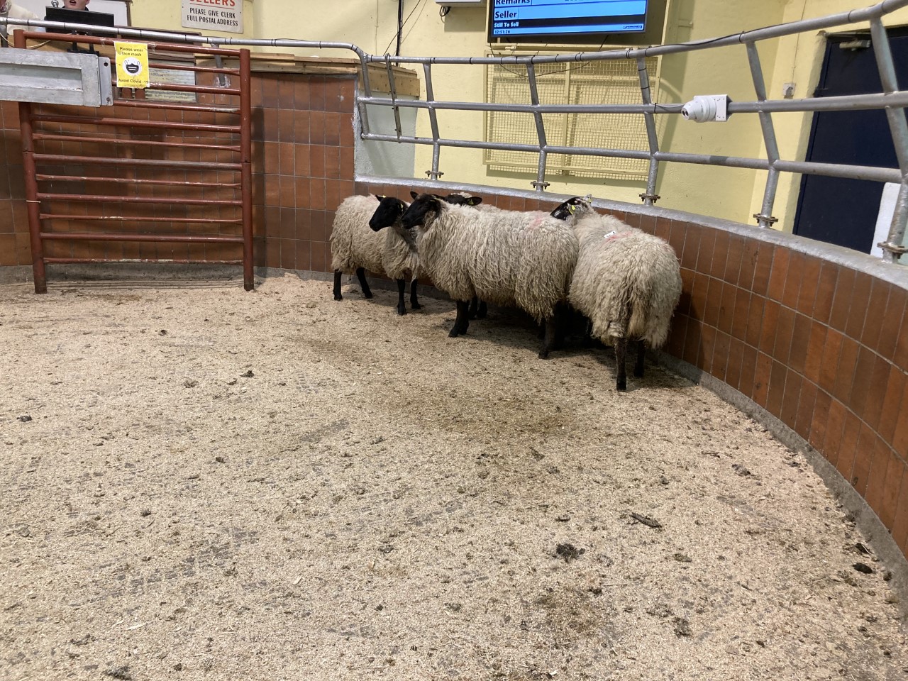 At 50kg, these four ewe hoggets topped the sale at €181/head