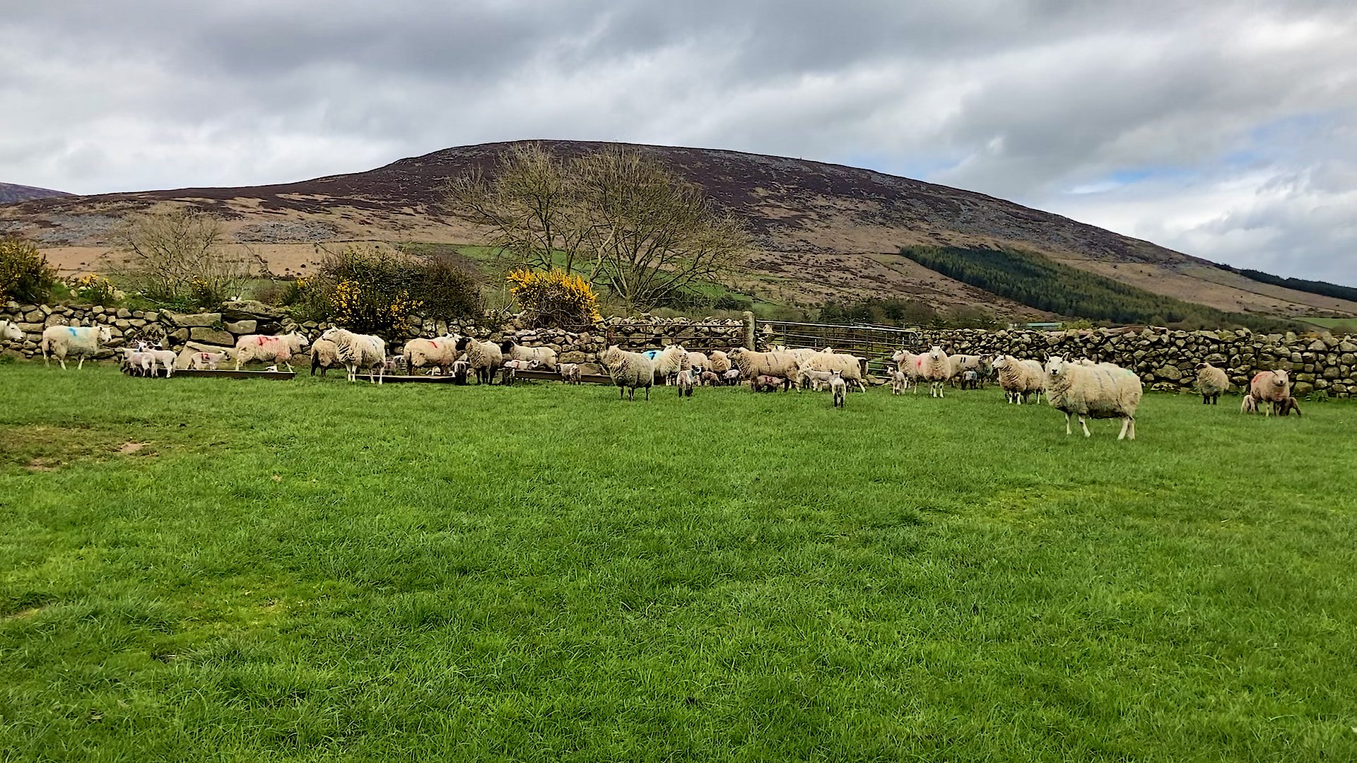 Group of Cheviot and Suffolk ewes and their lambs