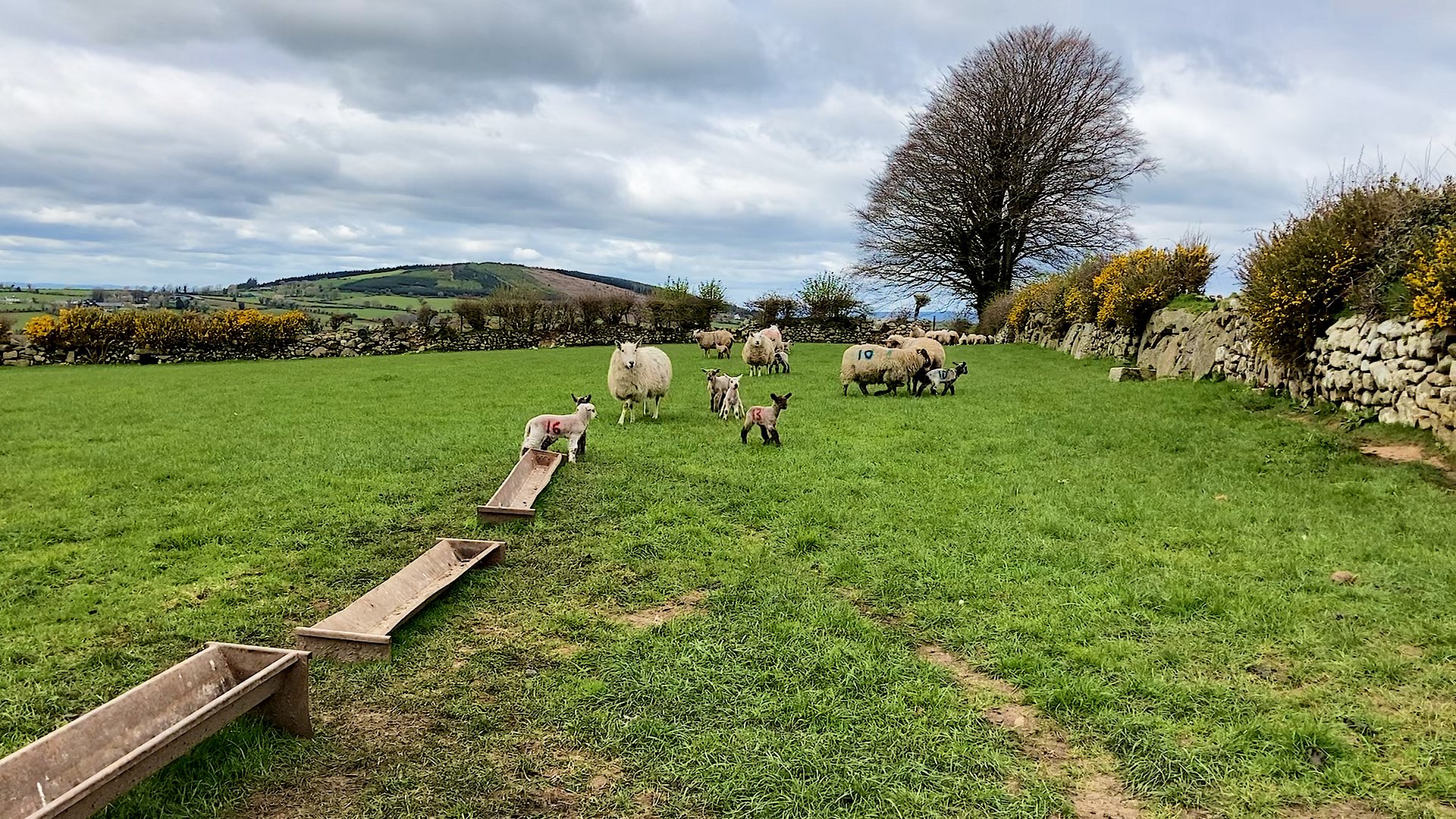 Ewes and lambs at grass