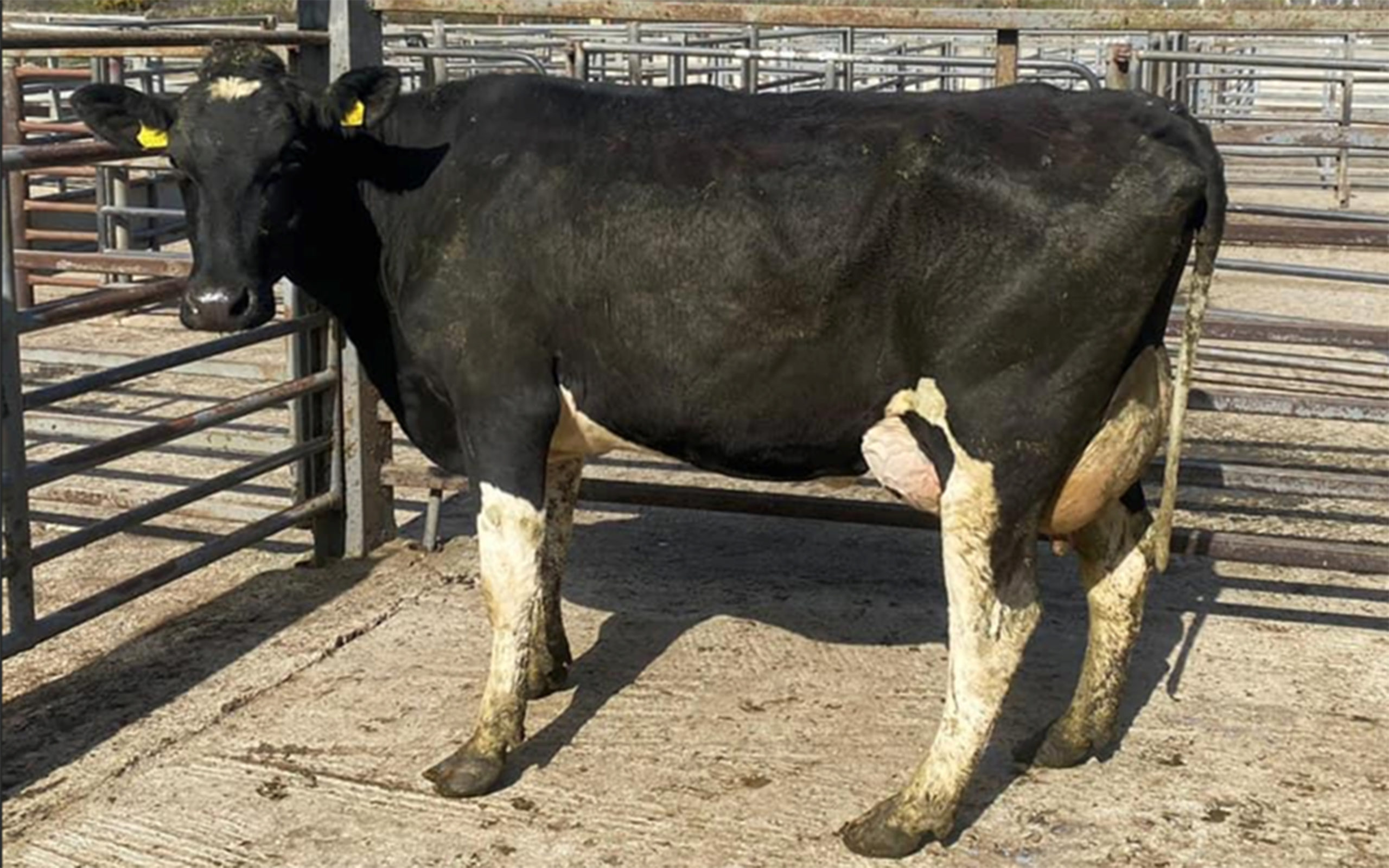 Second calver sold for €3,600. Image source: Carnew mart