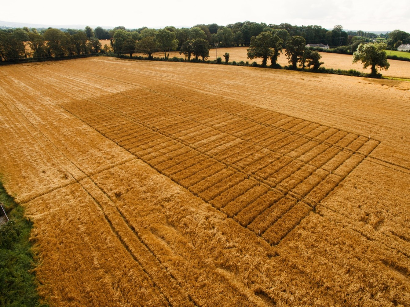 Barley brackling trial, Oakpark, 2019