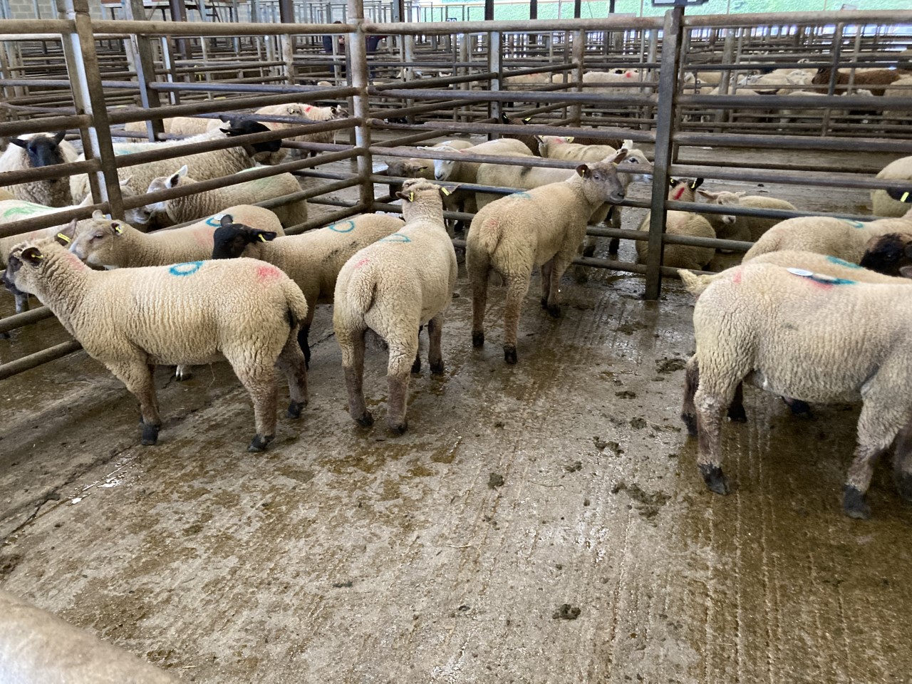 Spring lambs on offer at Enniscorthy Mart on Wednesday