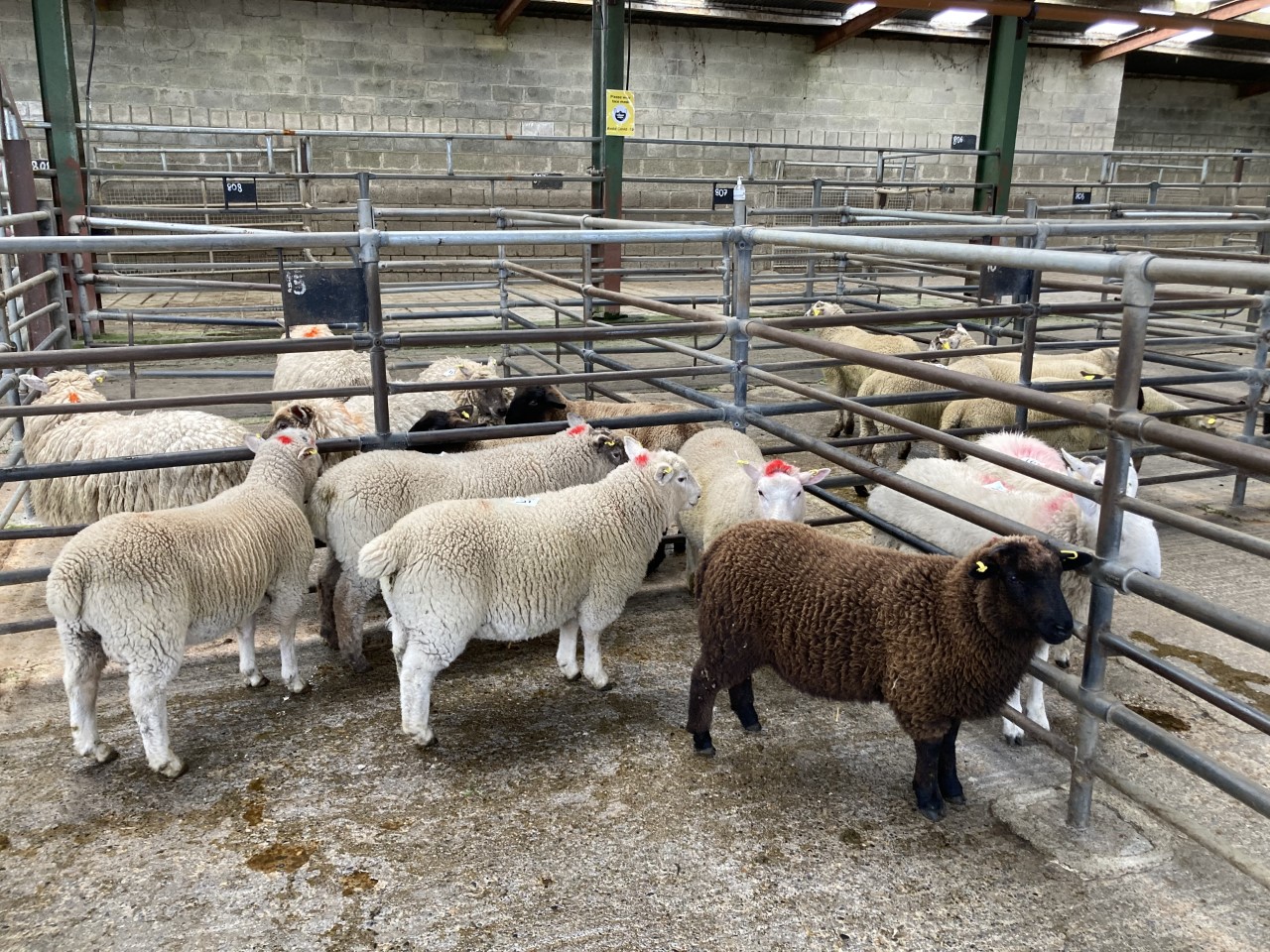 Spring lambs at Blessington Mart on Tuesday