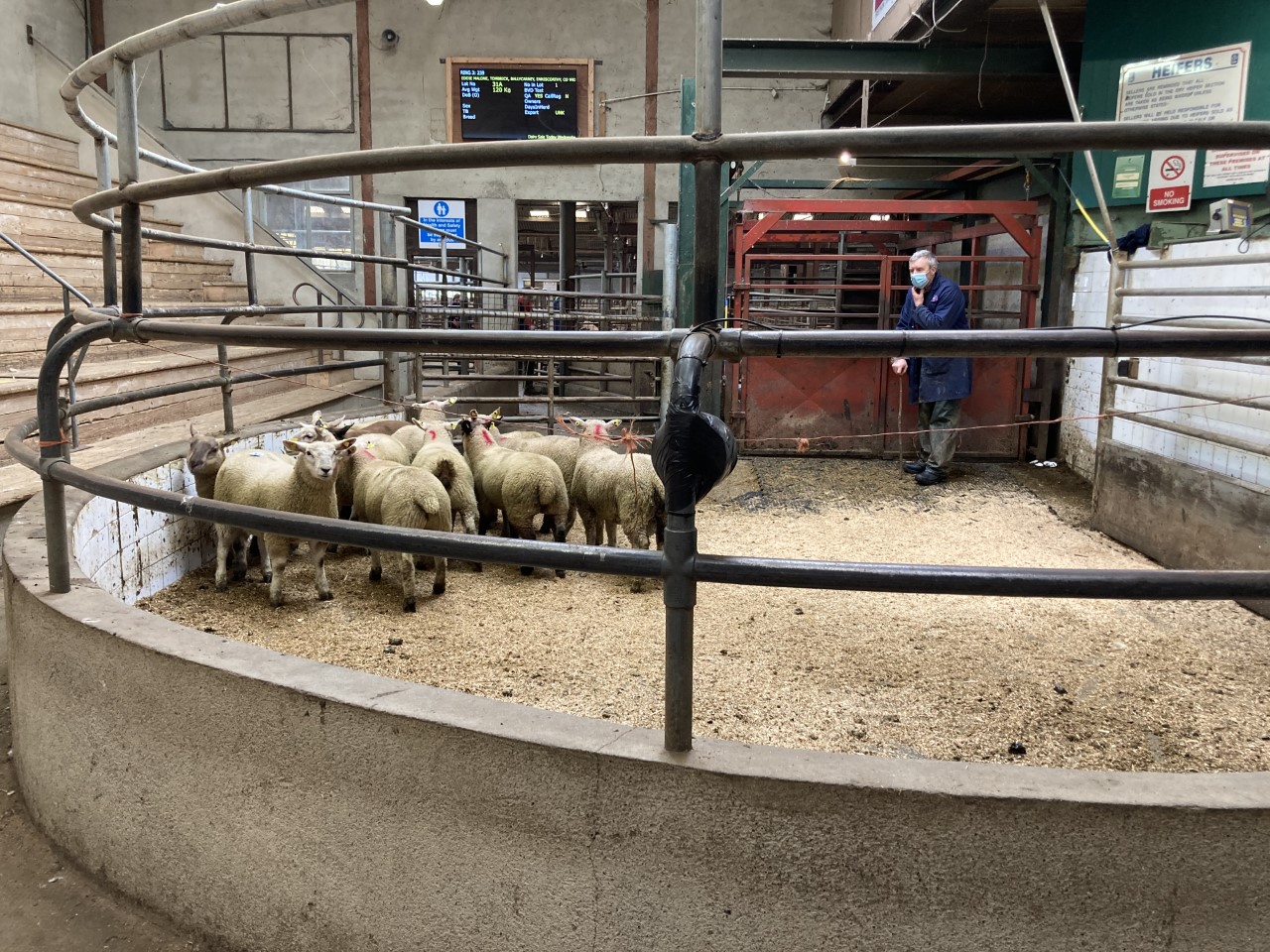 Spring lambs in the ring at Enniscorthy Mart