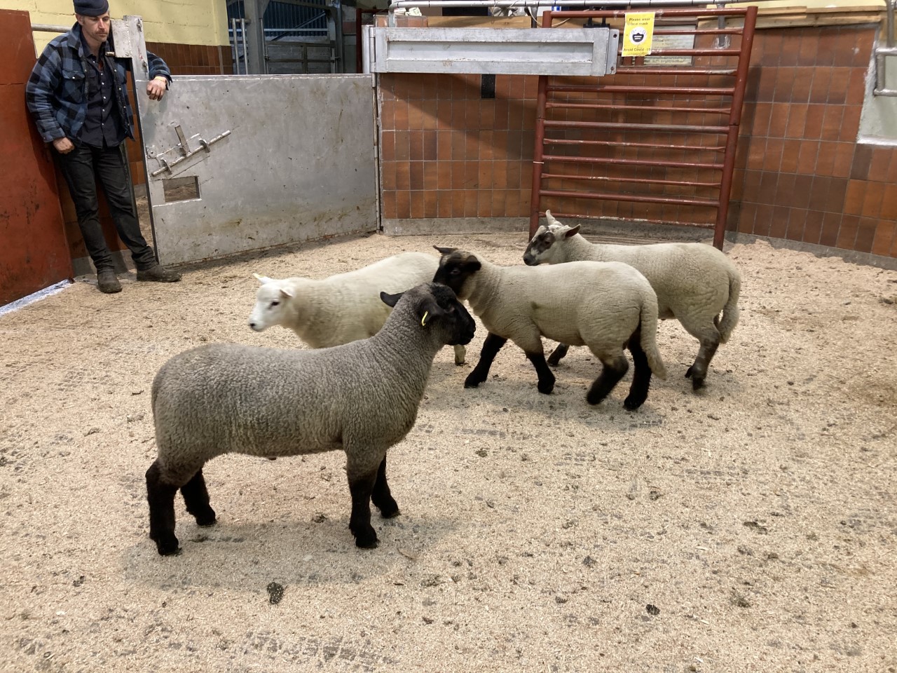 Spring lambs in the ring at Blessington on Tuesday