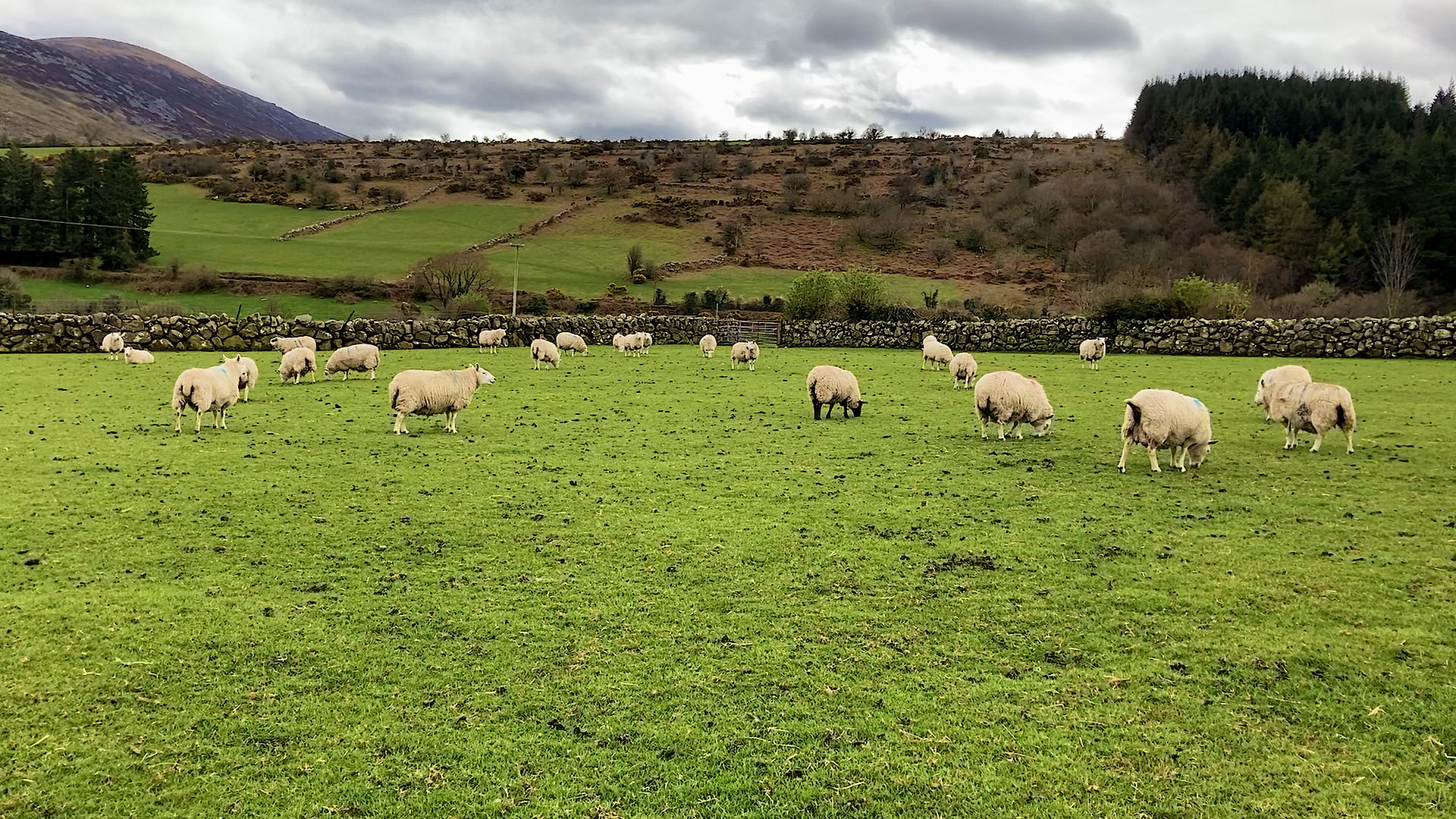 One group of mainly Cheviot ewes that are due to lamb