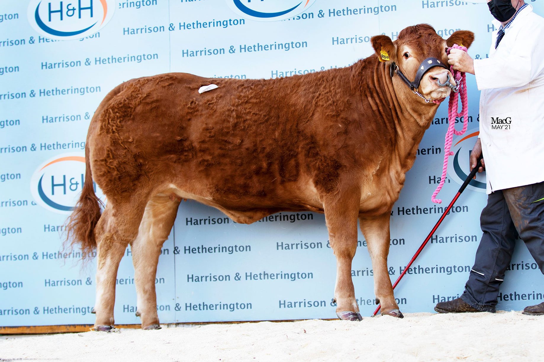Image source: British Limousin Cattle Society