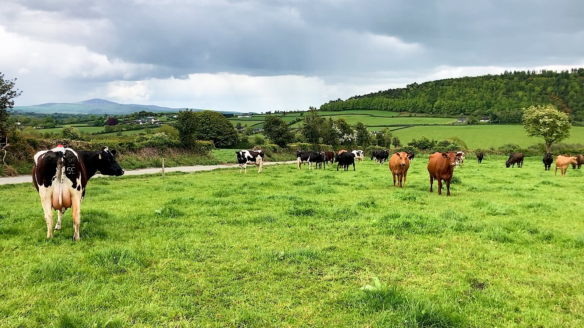 Robert's herd of cows out grazing