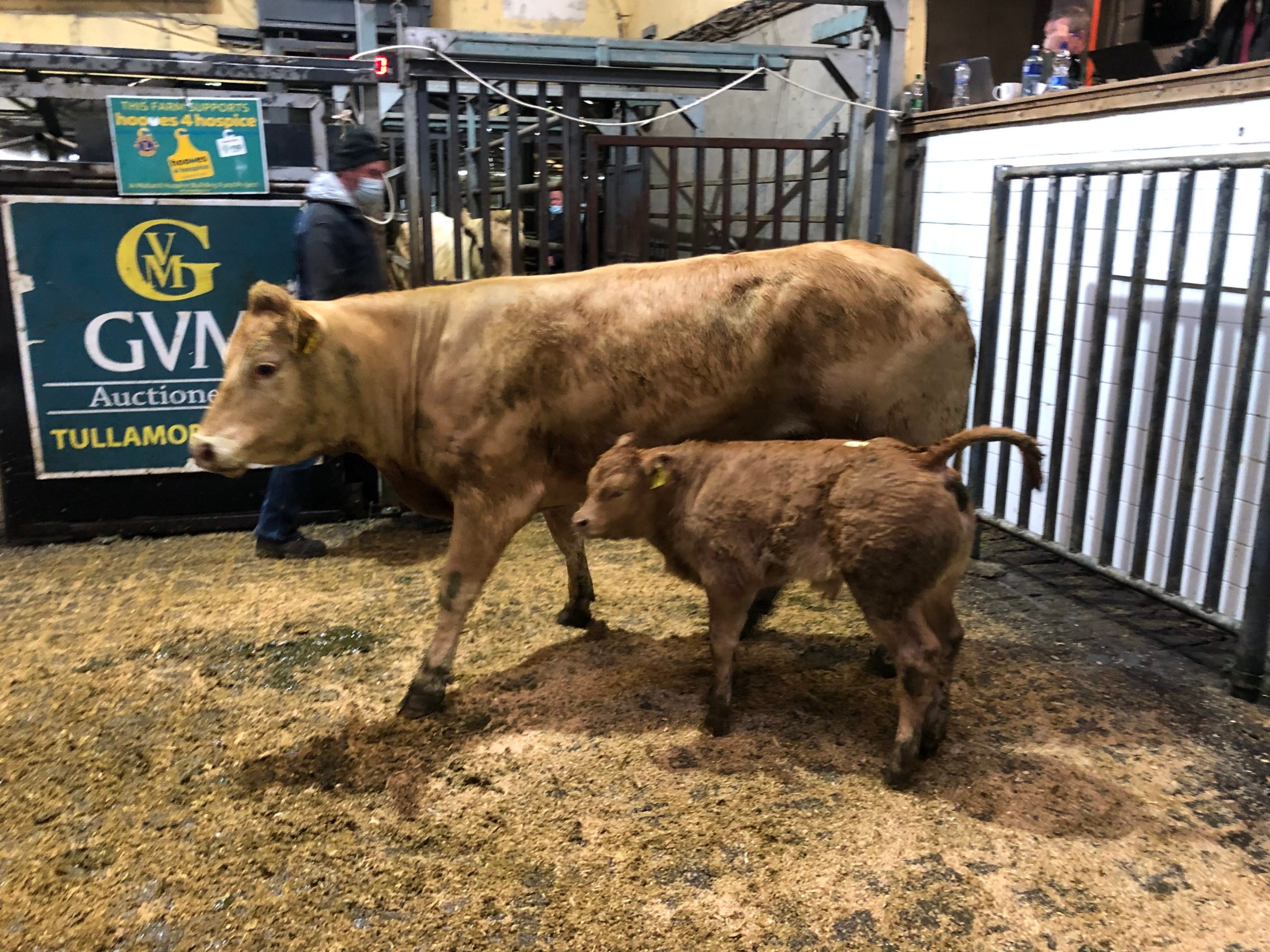 Limousin cow and calf topped the sell out at a price of €2,400