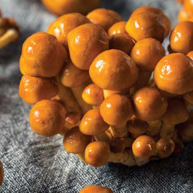 Forest Nameko mushroom. Image source: Garryhinch Wood