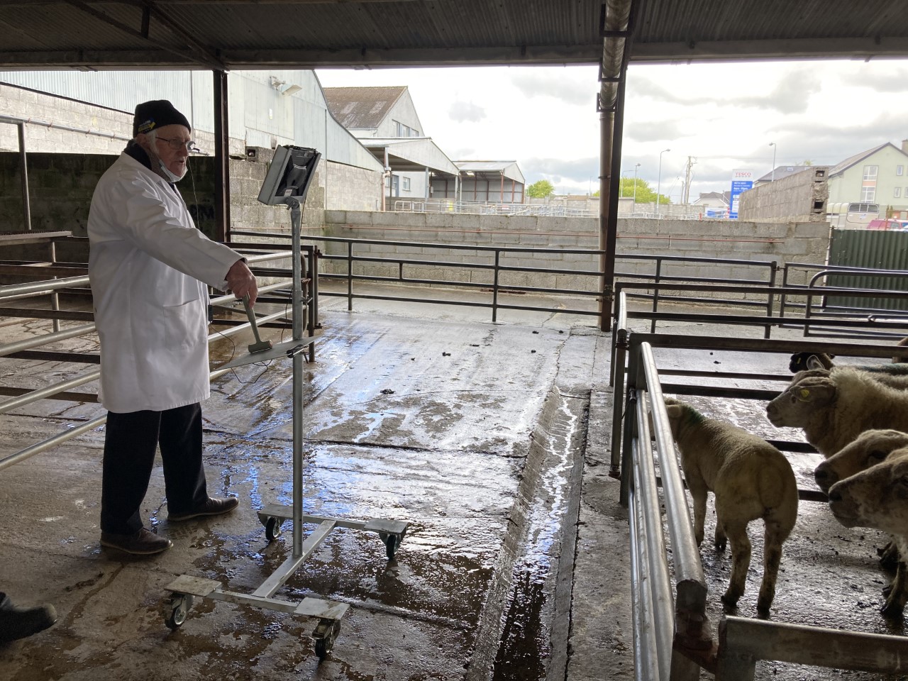 Auctioneer Hugh Mulvihill running the show at Roscommon Mart on Wednesday (May 5)