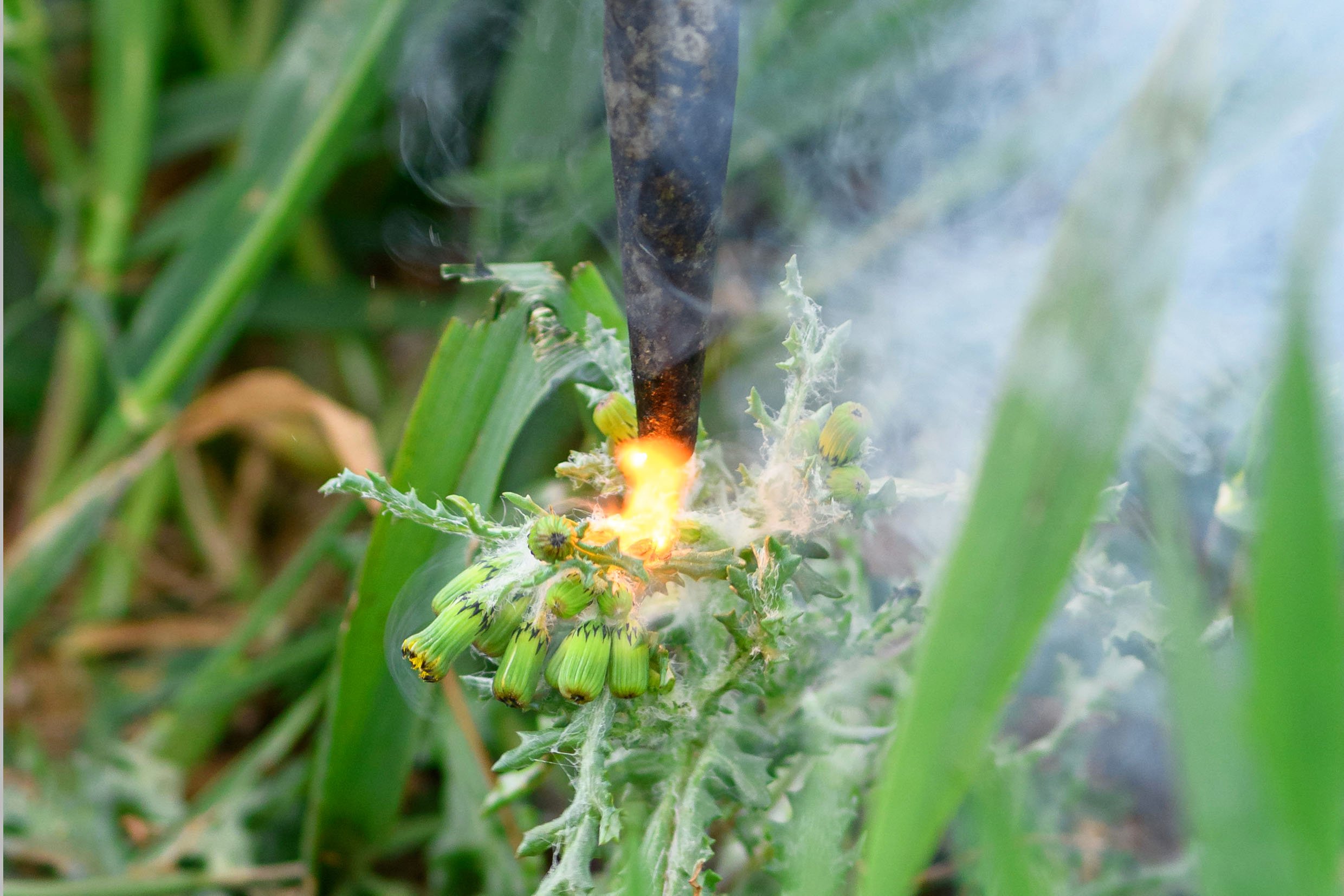 Electrocution of individual weeds is one option being explored