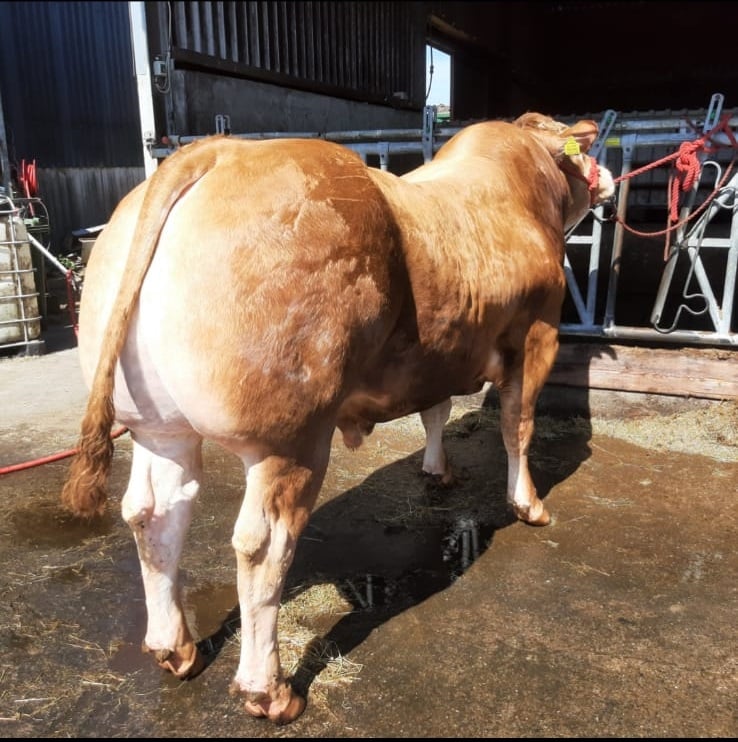 Ballinrahin Patsy (et) /  Image source: Irish Limousin Cattle Society