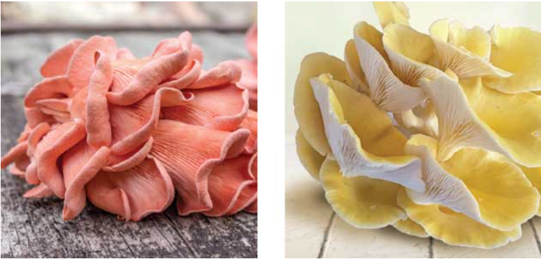 Pink and yellow oyster mushrooms. Image source: Garryhinch Wood