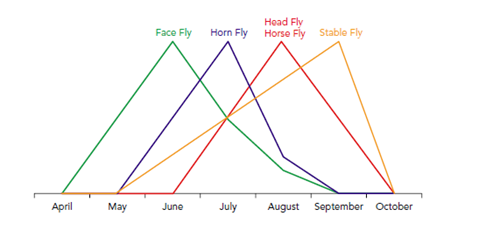 Increase in population of different flies