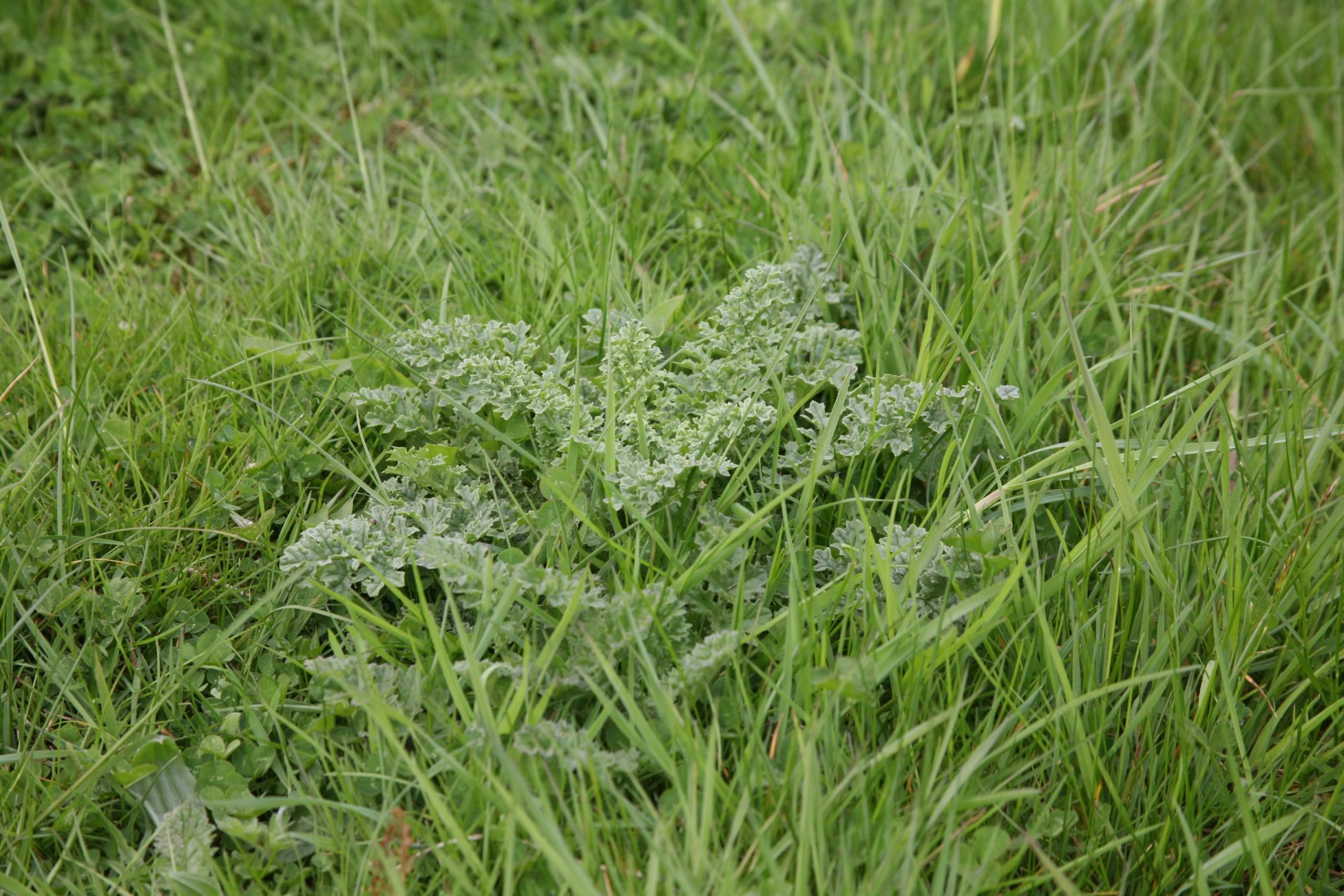 Best results are achieved by spraying with Forefront T when ragwort is in the rosette stage and during a period of active growth with temperatures above 10°C