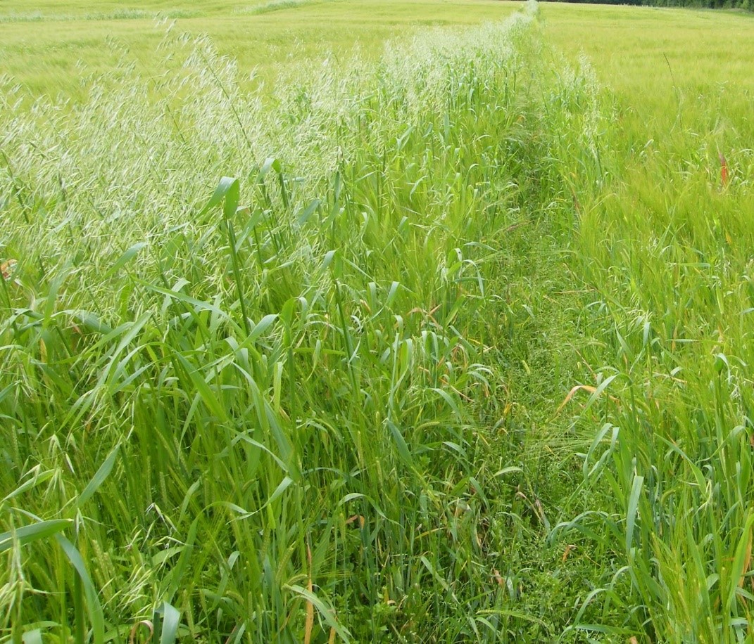 Spray wild oats as early as possible, as soon as a full flush has occurred