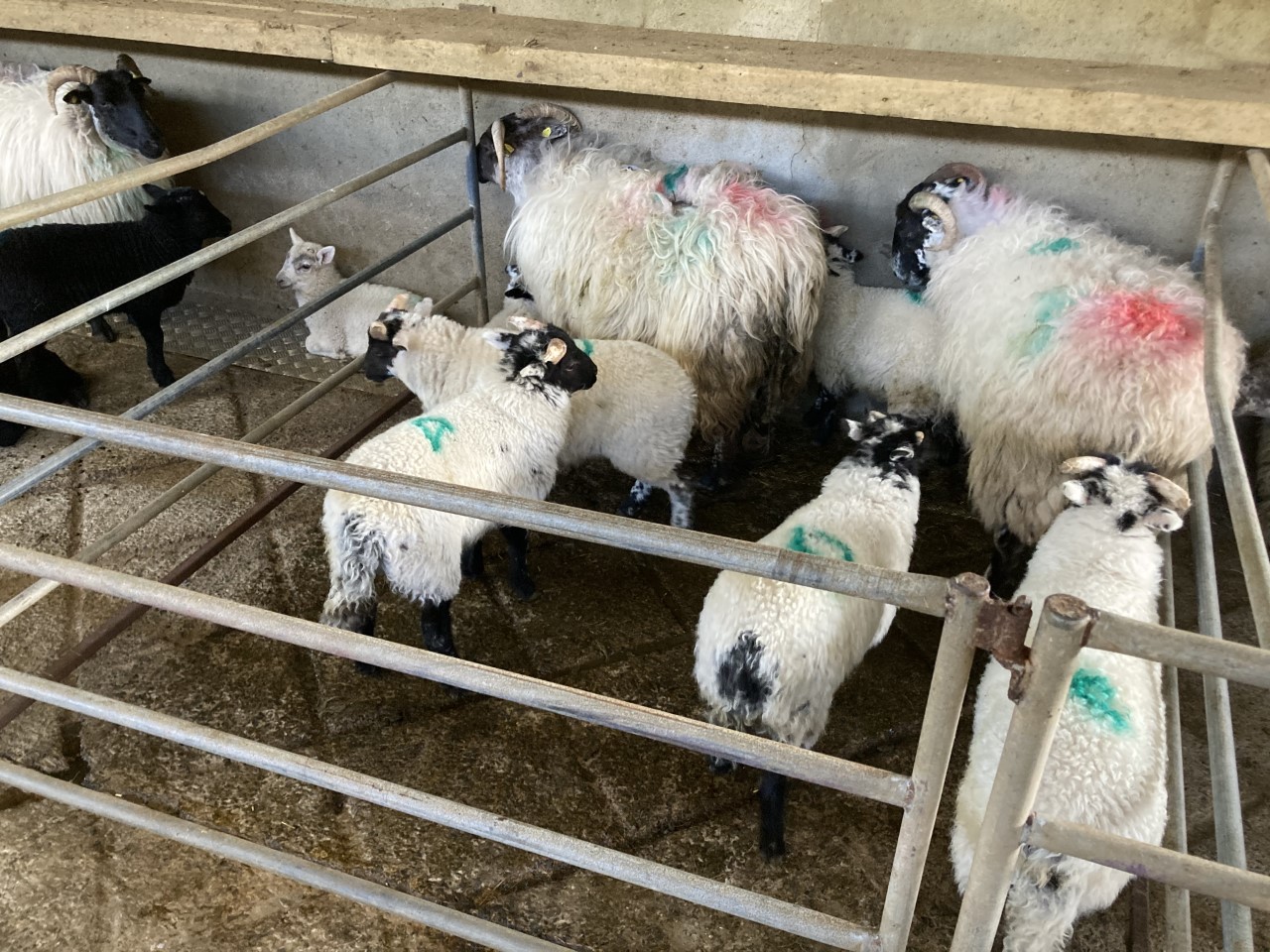 Ewes and lambs at Ballymote Mart on Tuesday evening