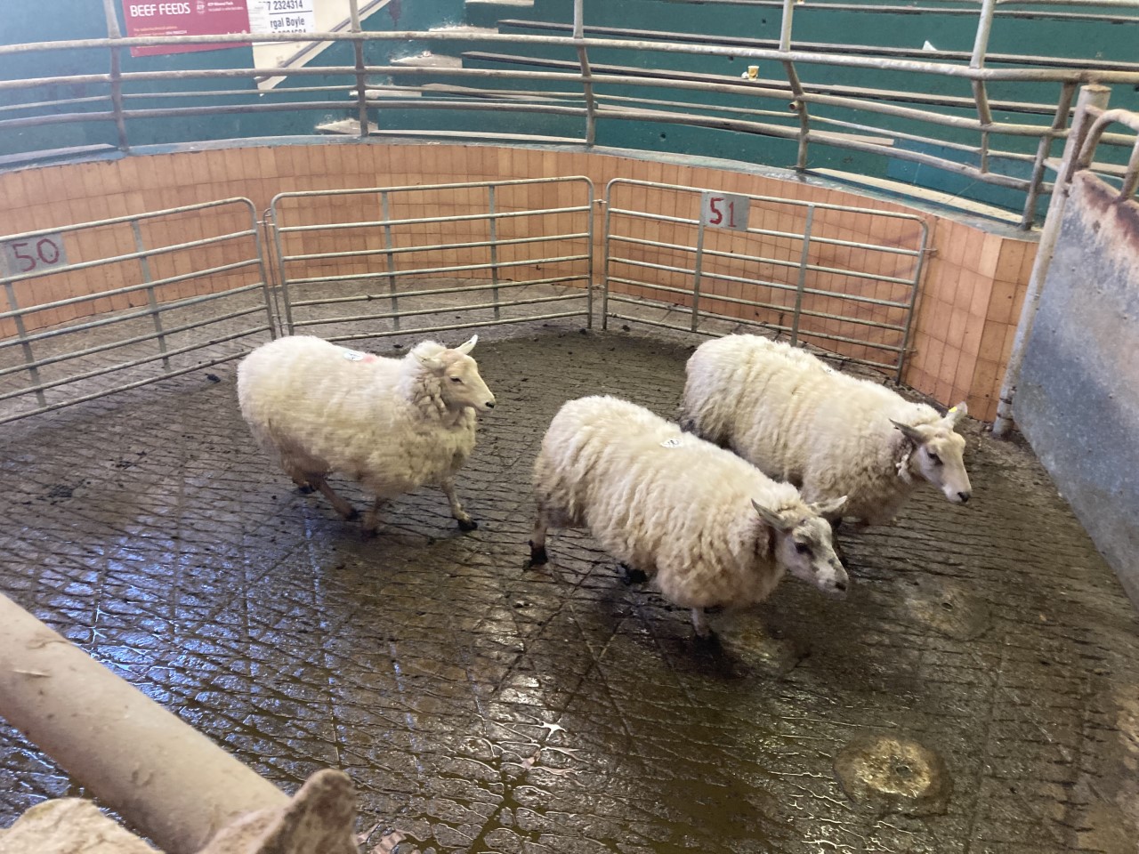 Cull ewes
