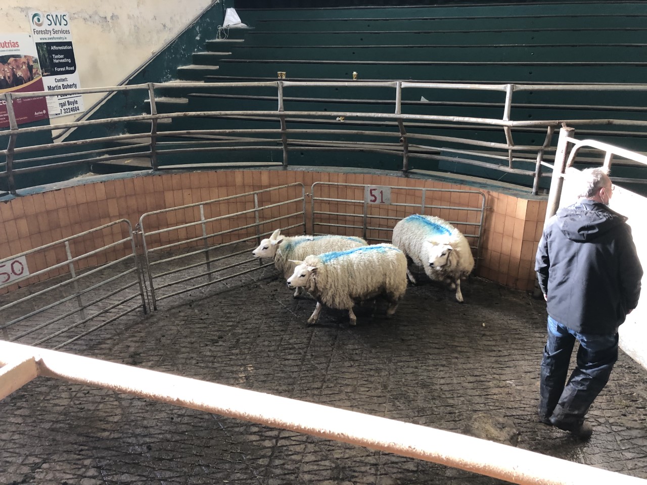 Hoggets through the ring at Ballymote Mart on Tuesday evening