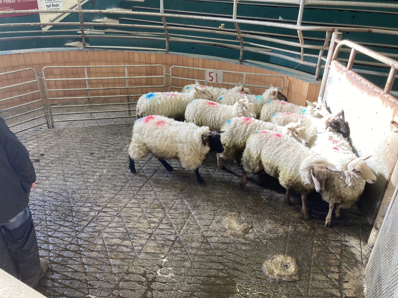 At 57kg, these 10 hoggets were sold at €148/head