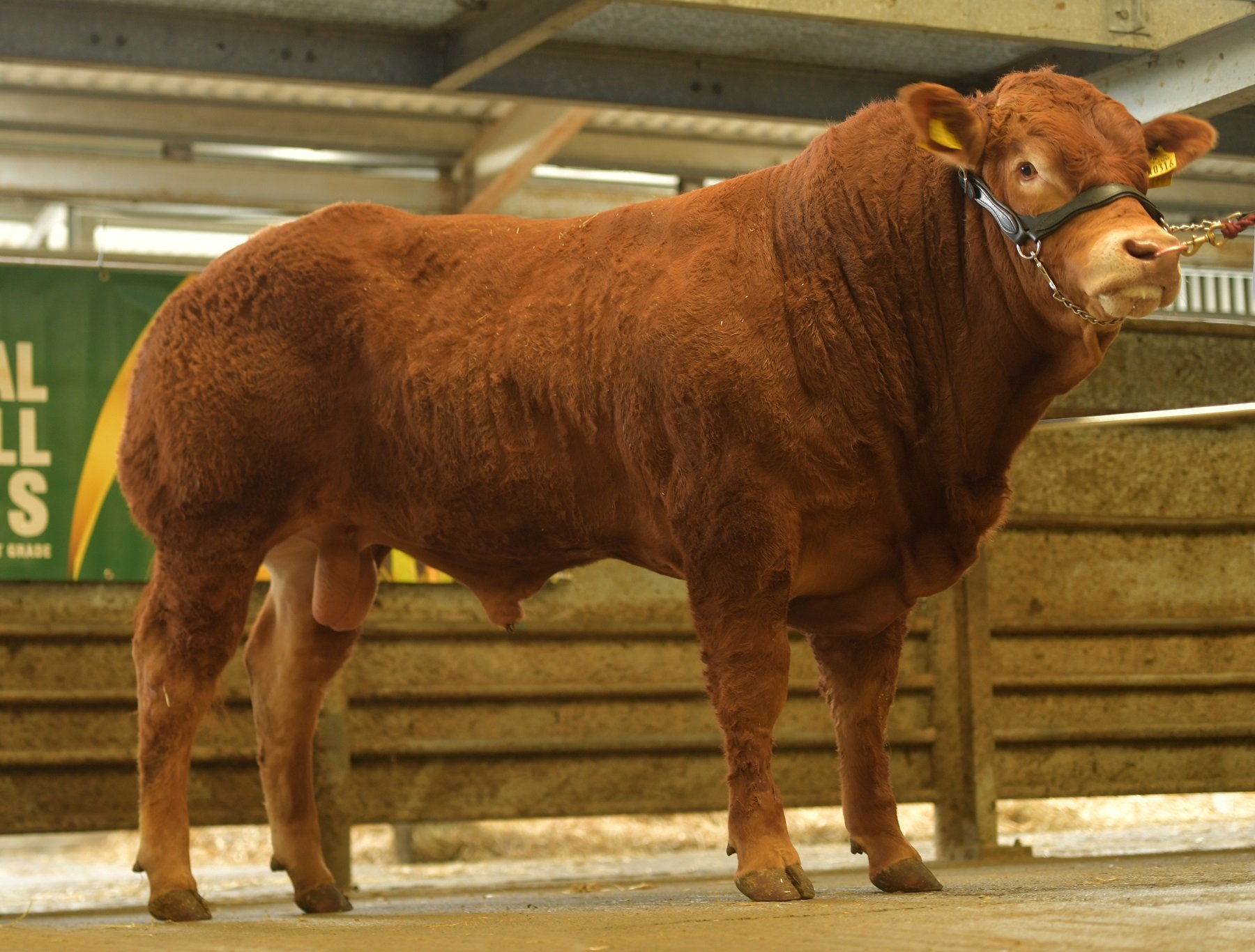 Clonbonny Plumtree/ Image source: Irish Limousin Cattle Society