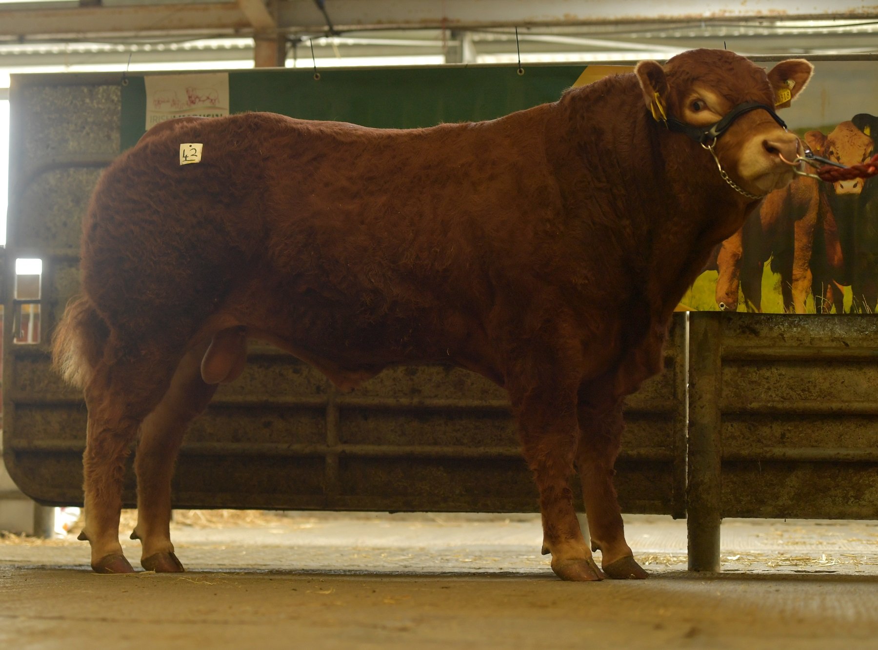 Clonbonny Rocky / Image source: Irish Limousin Cattle Society