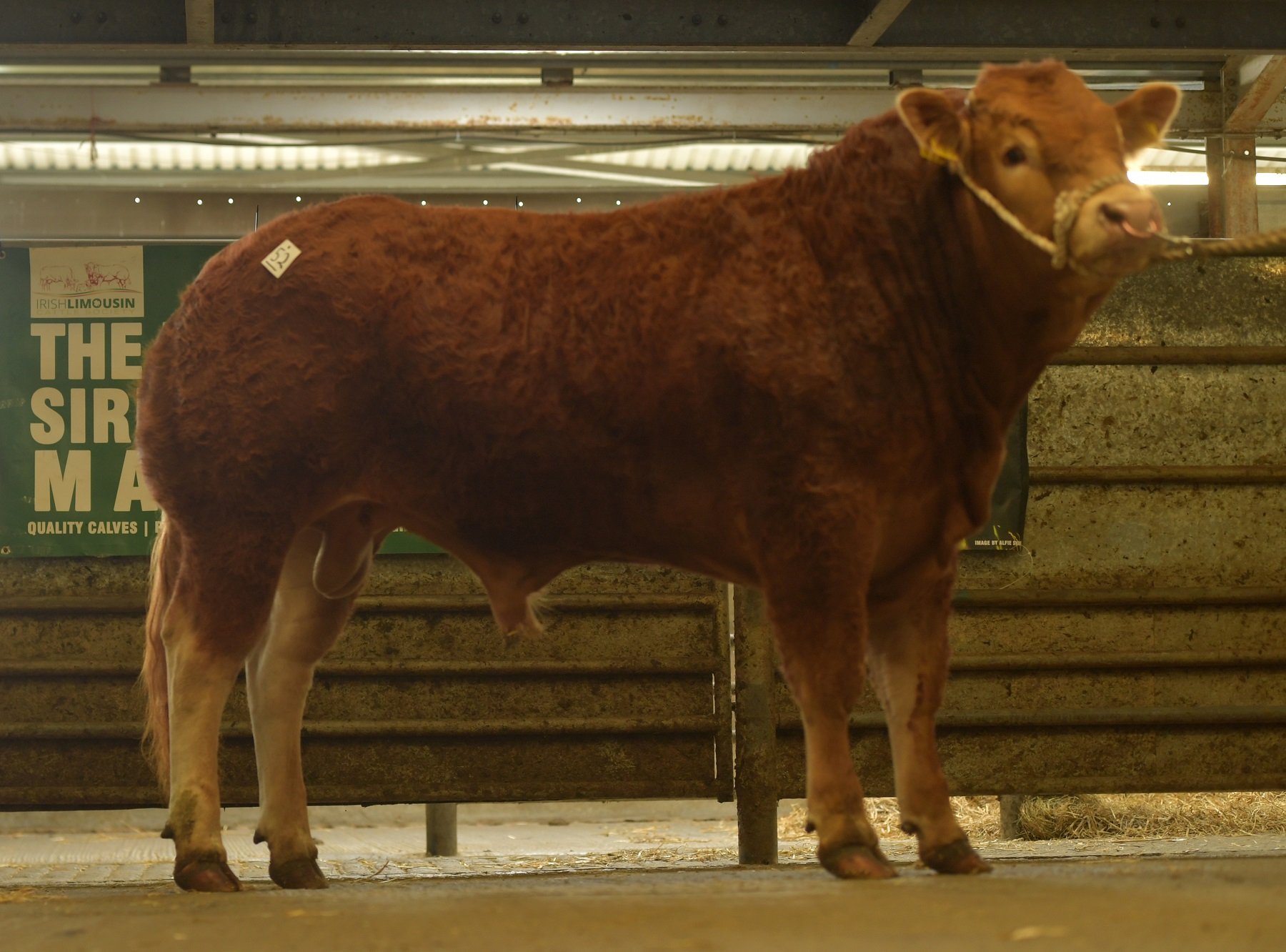 Castlefleming Red Diesel / Image source: Irish Limousin Cattle Society
