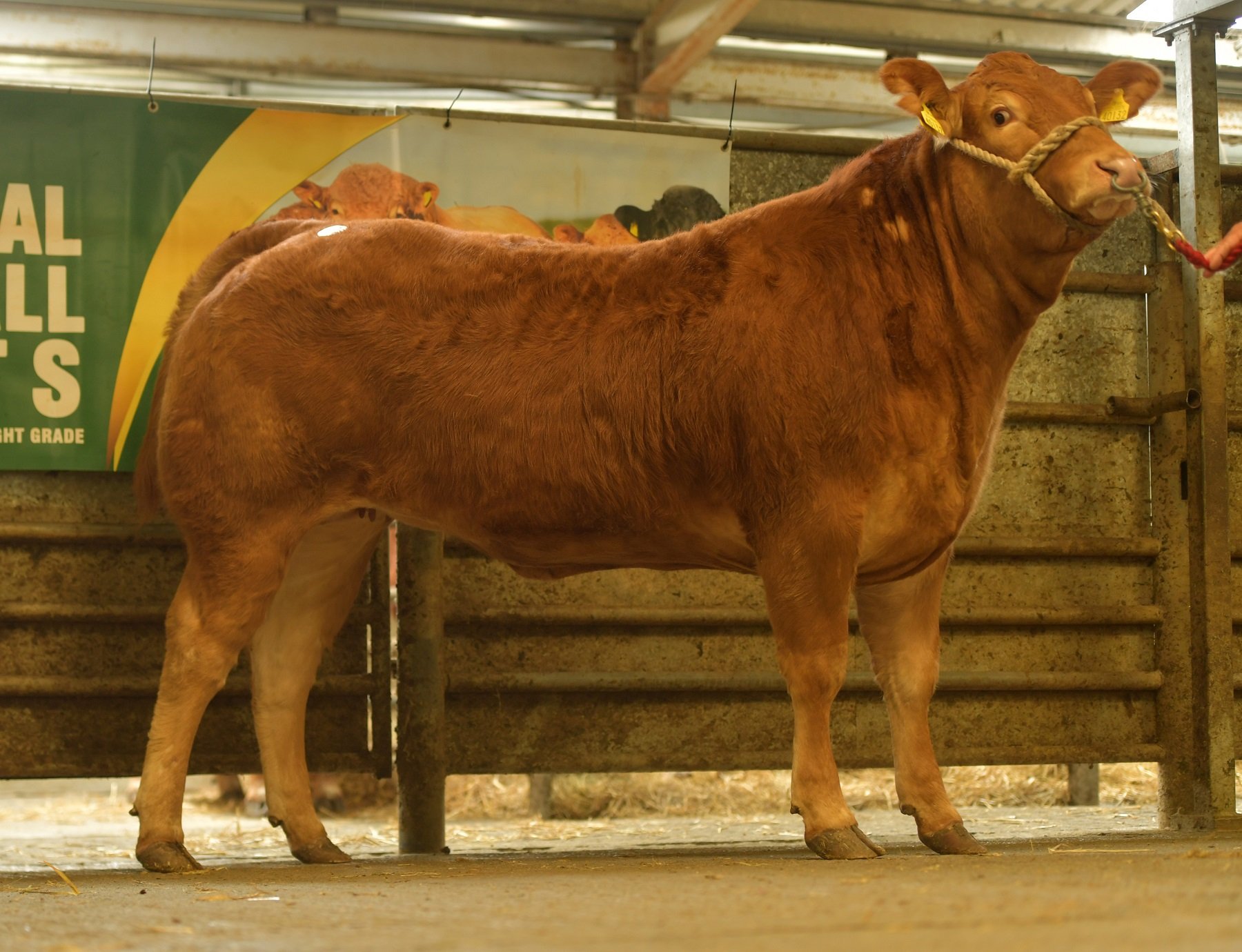 Copperdoor Pandora / Image source: Irish Limousin Cattle Society