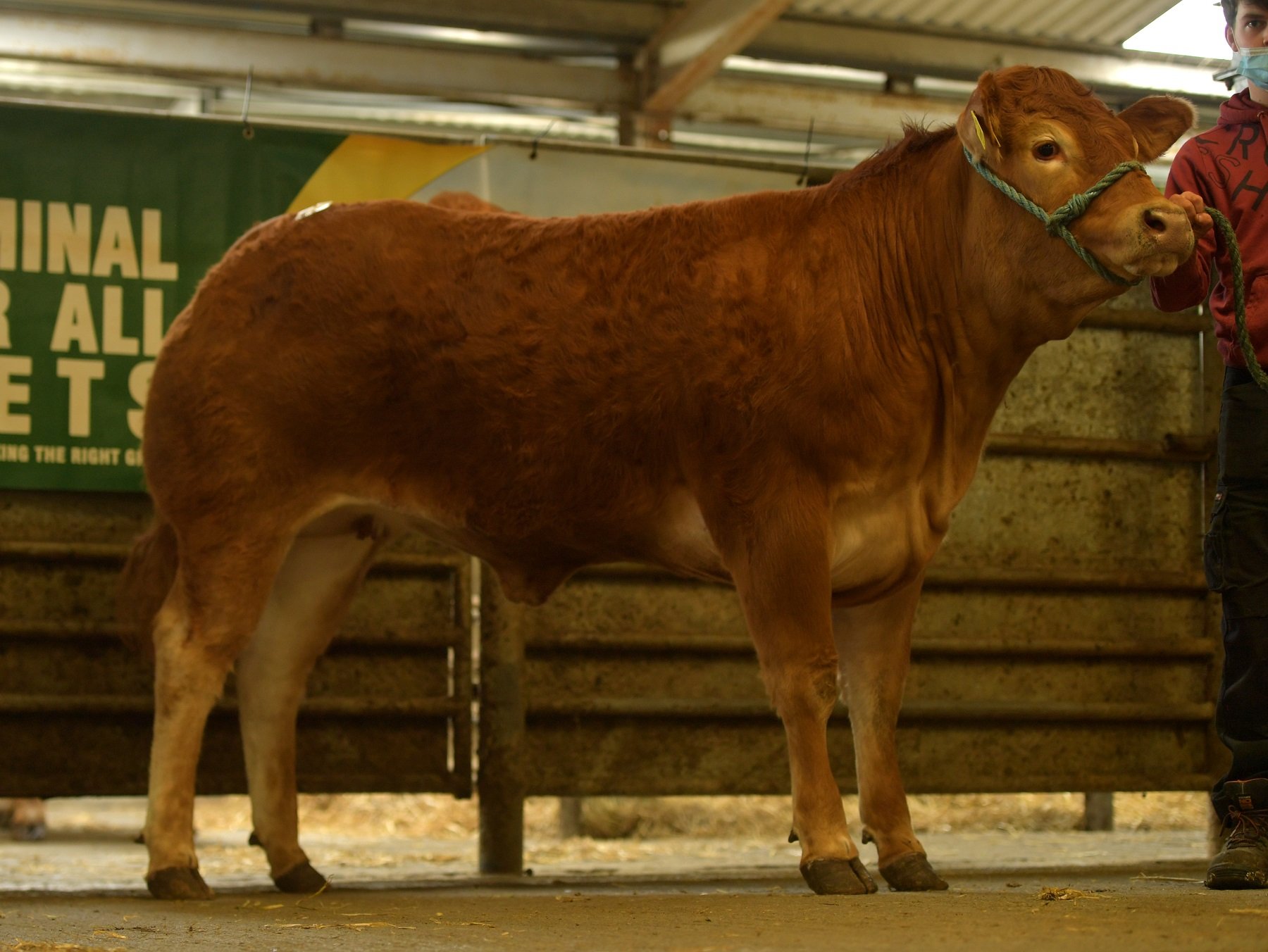 Catronfree Priceless (et) / Image source: Irish Limousin Cattle Society