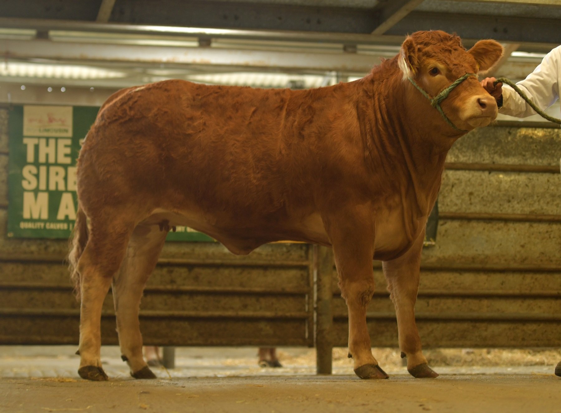 Catronfree Pearl (et) / Image source: Irish Limousin Cattle Society